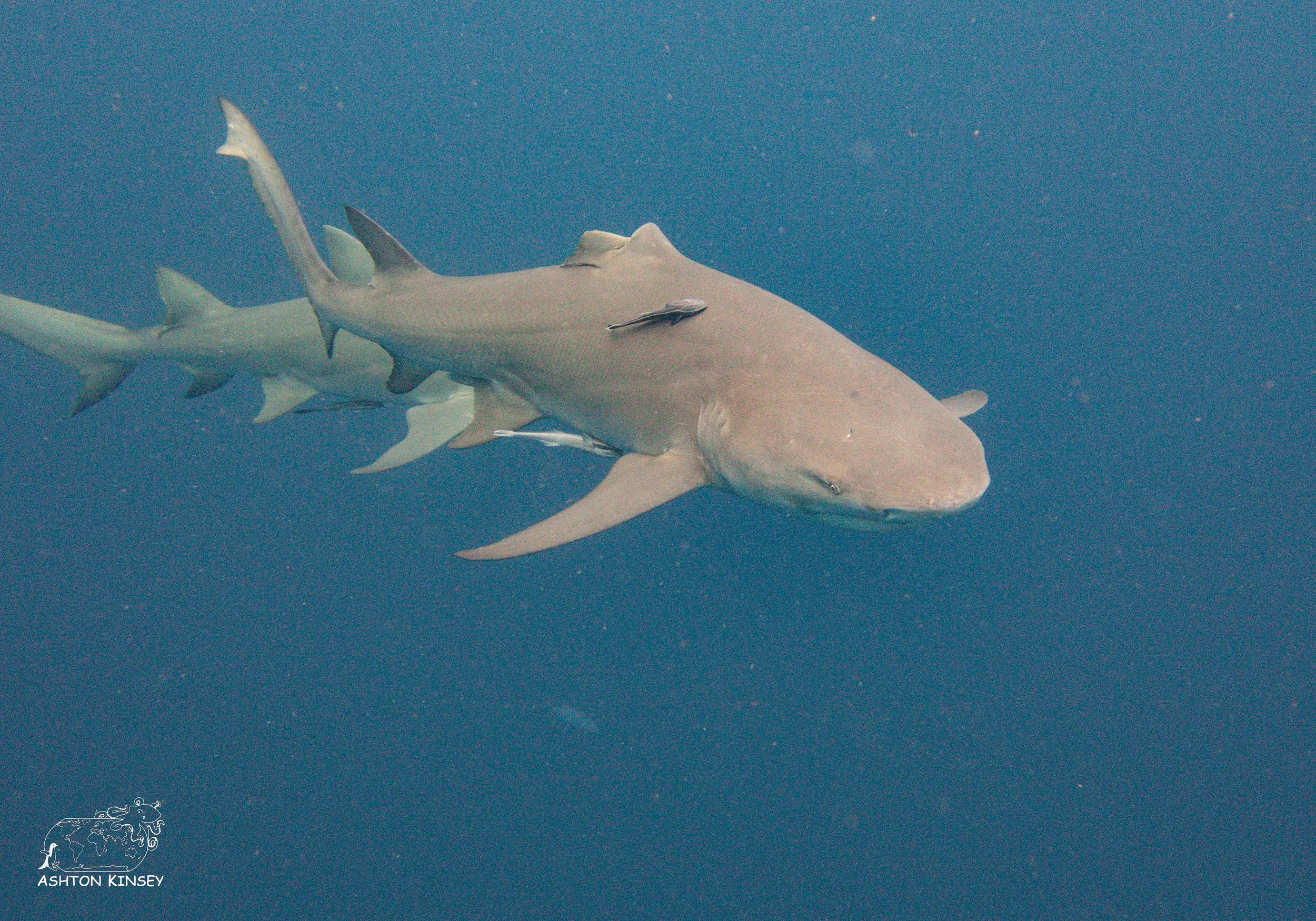 Shark Dive-12.jpg