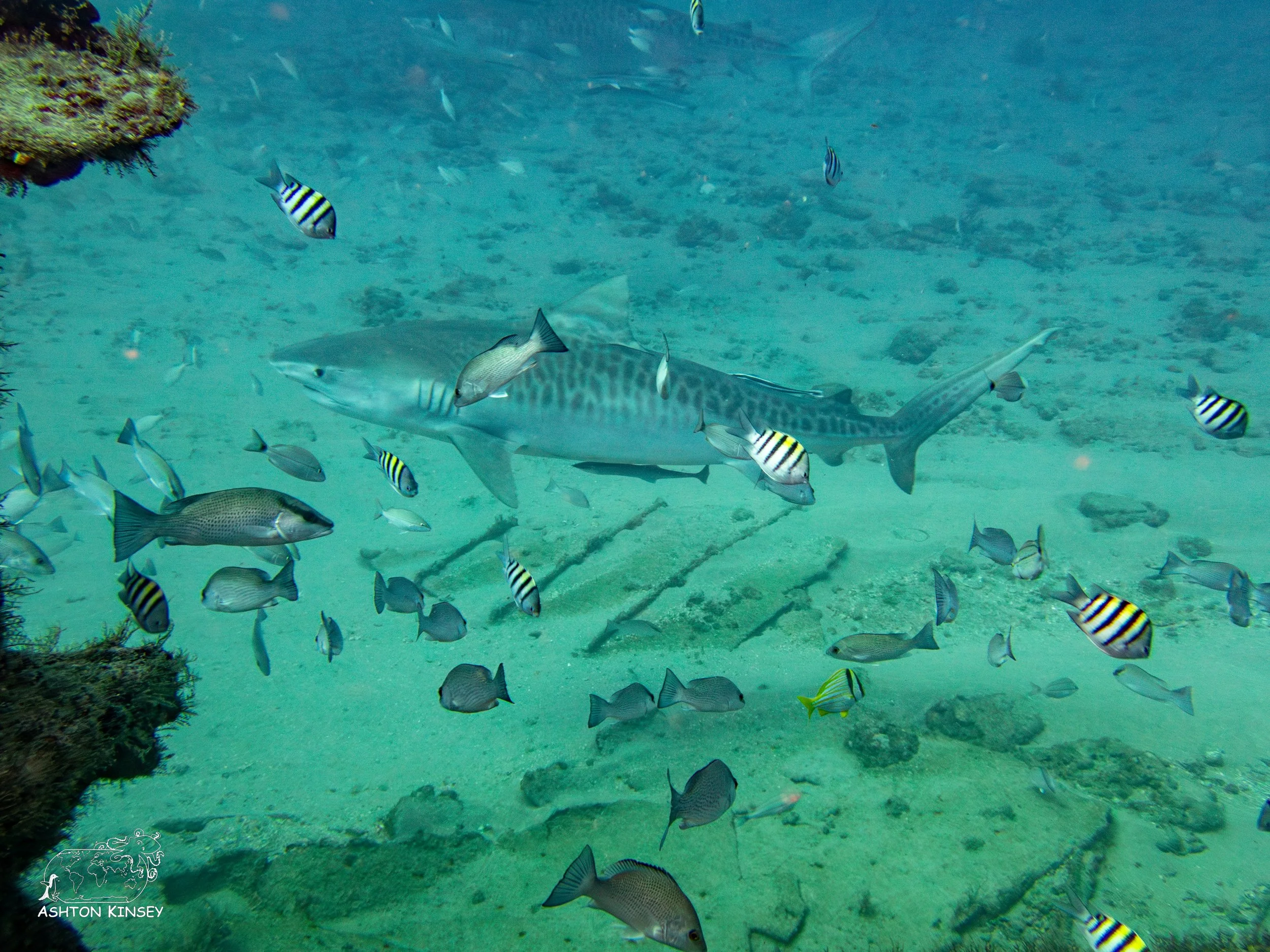 Shark Dive-13.jpg