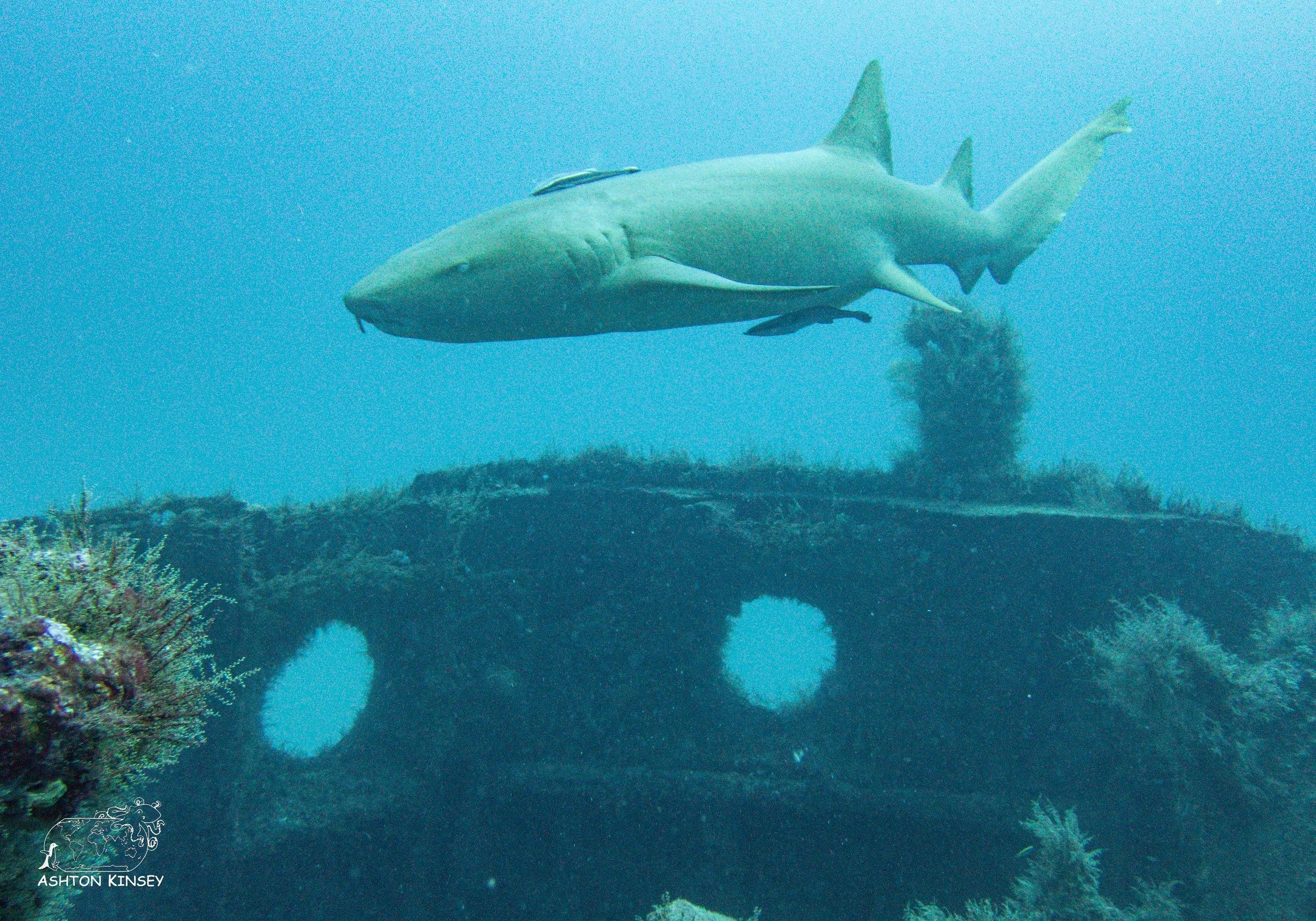 Shark Dive-14.jpg