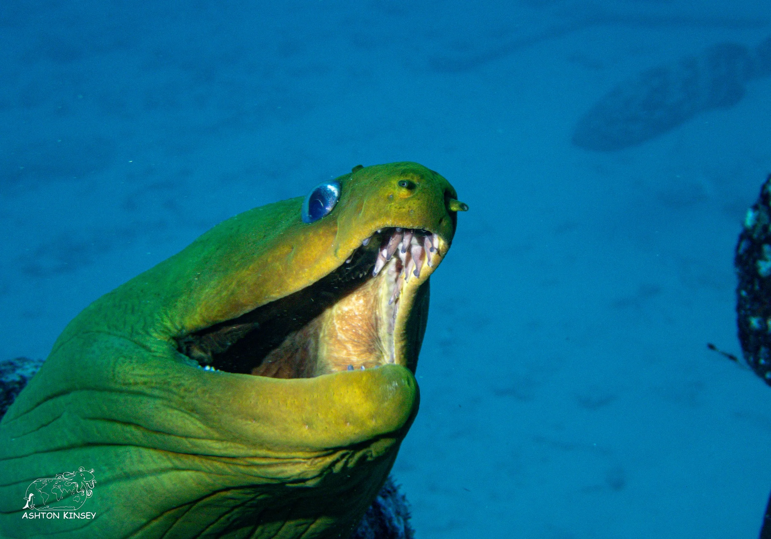 Shark Dive-15.jpg