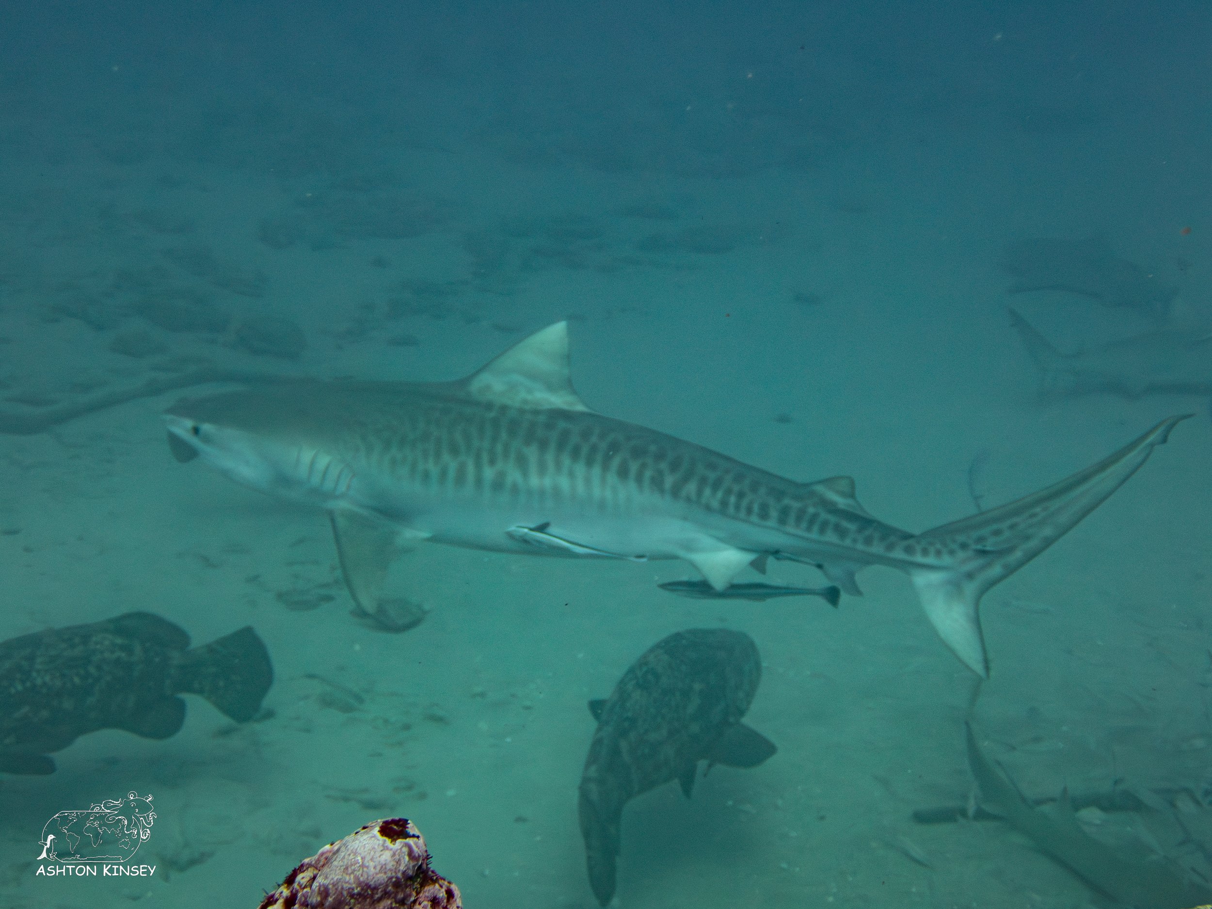 Shark Dive-17.jpg