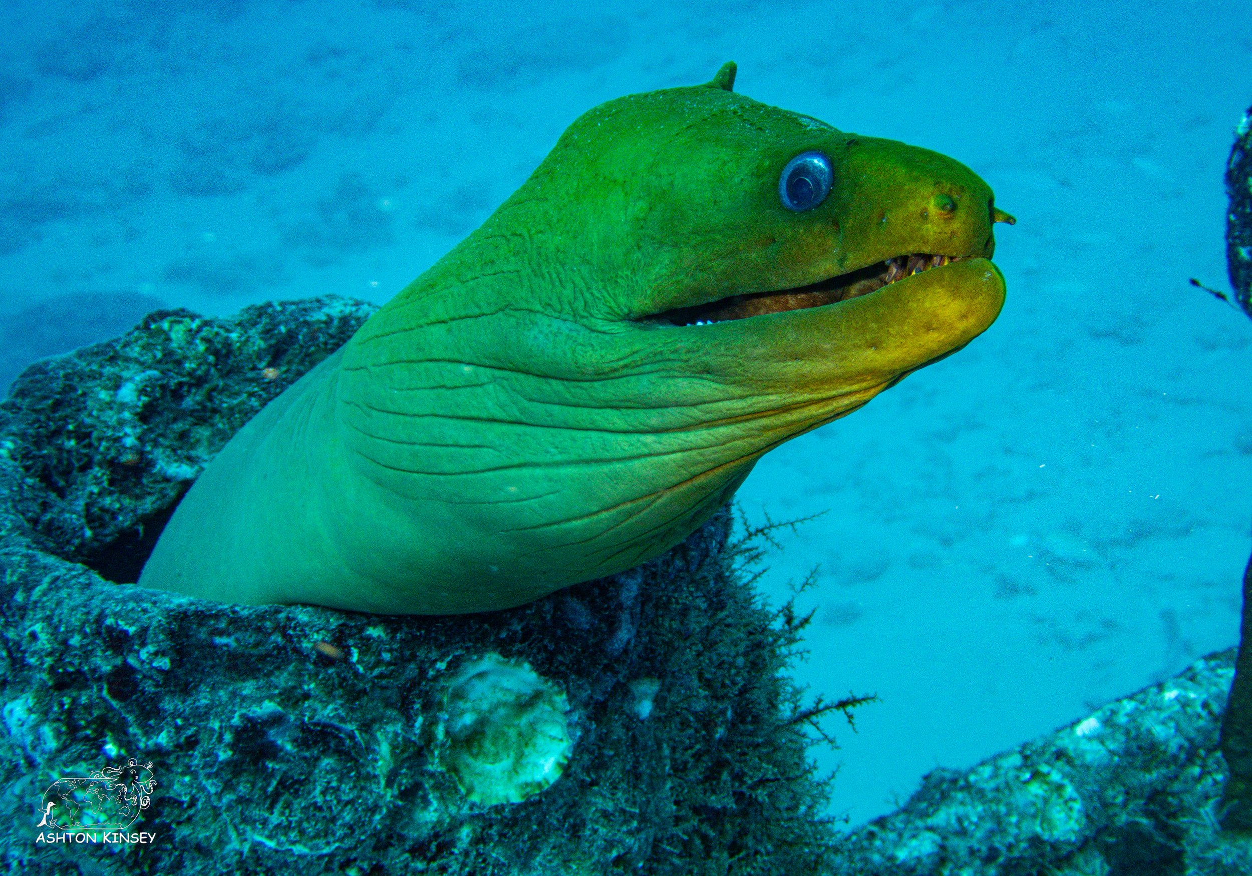 Shark Dive-16.jpg
