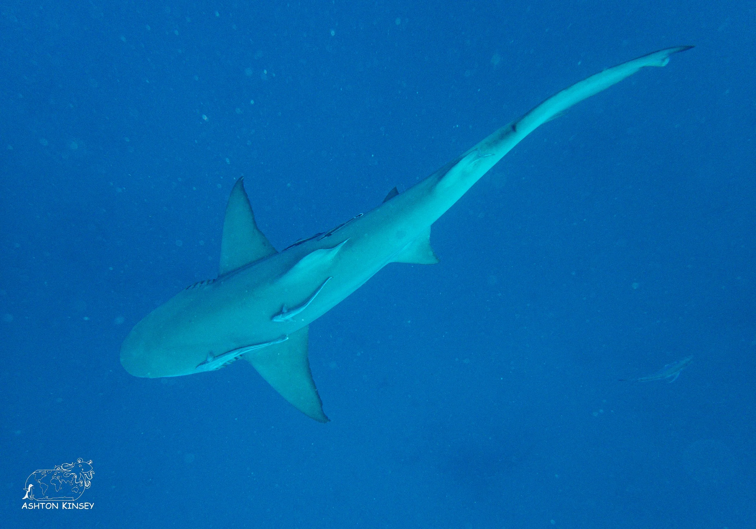 Shark Dive-19.jpg