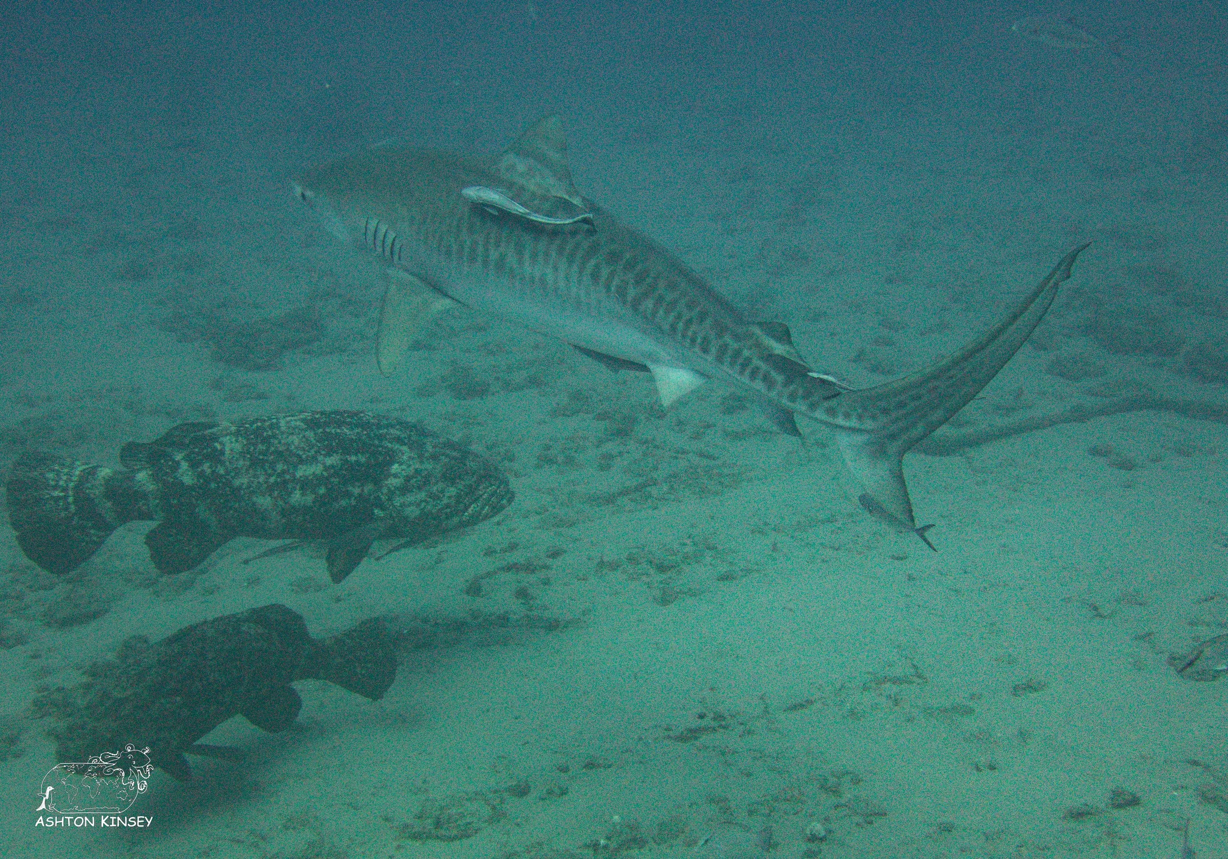Shark Dive-18.jpg