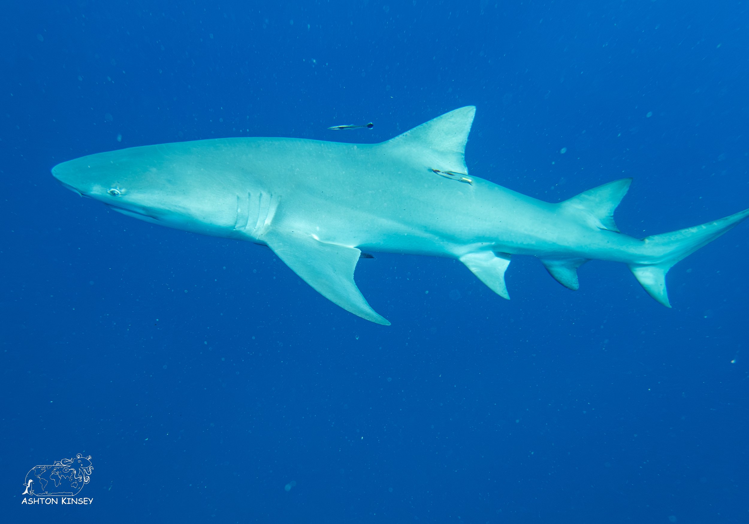Shark Dive-20.jpg