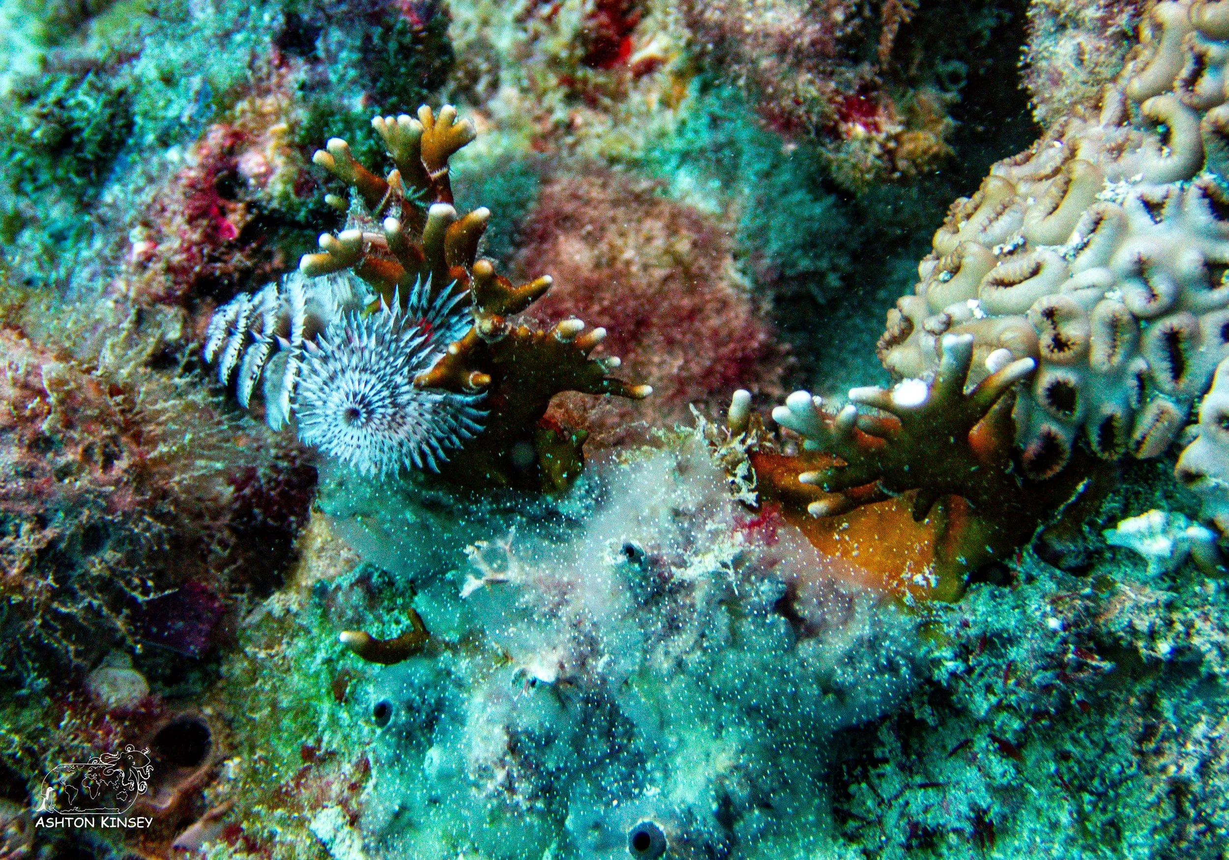Loggerhead Reef.jpg