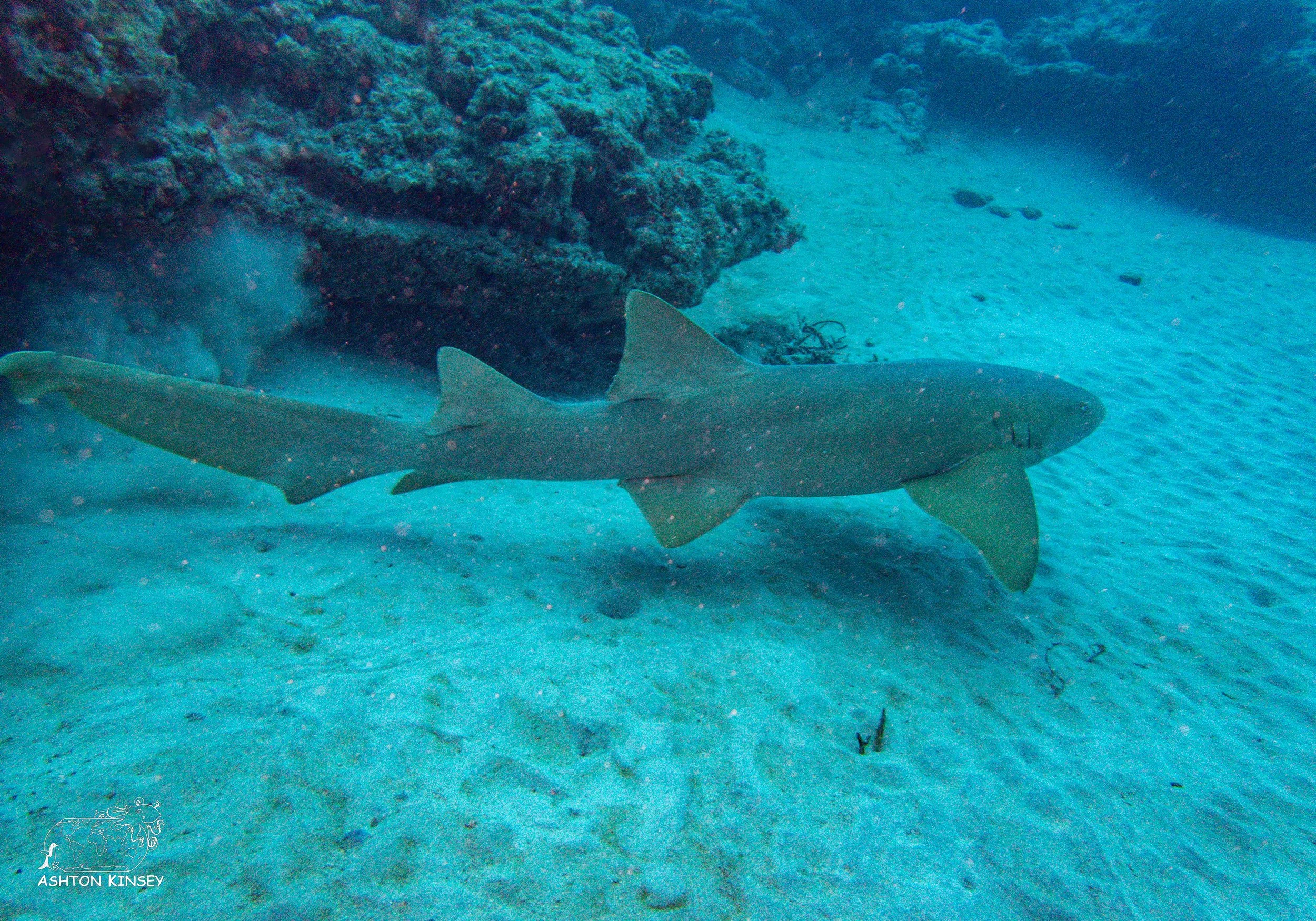 Loggerhead Reef-2.jpg