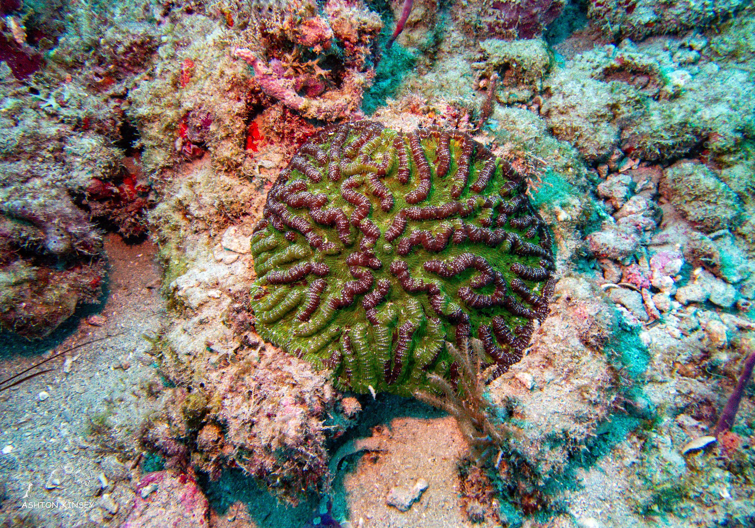 Loggerhead Reef-3.jpg