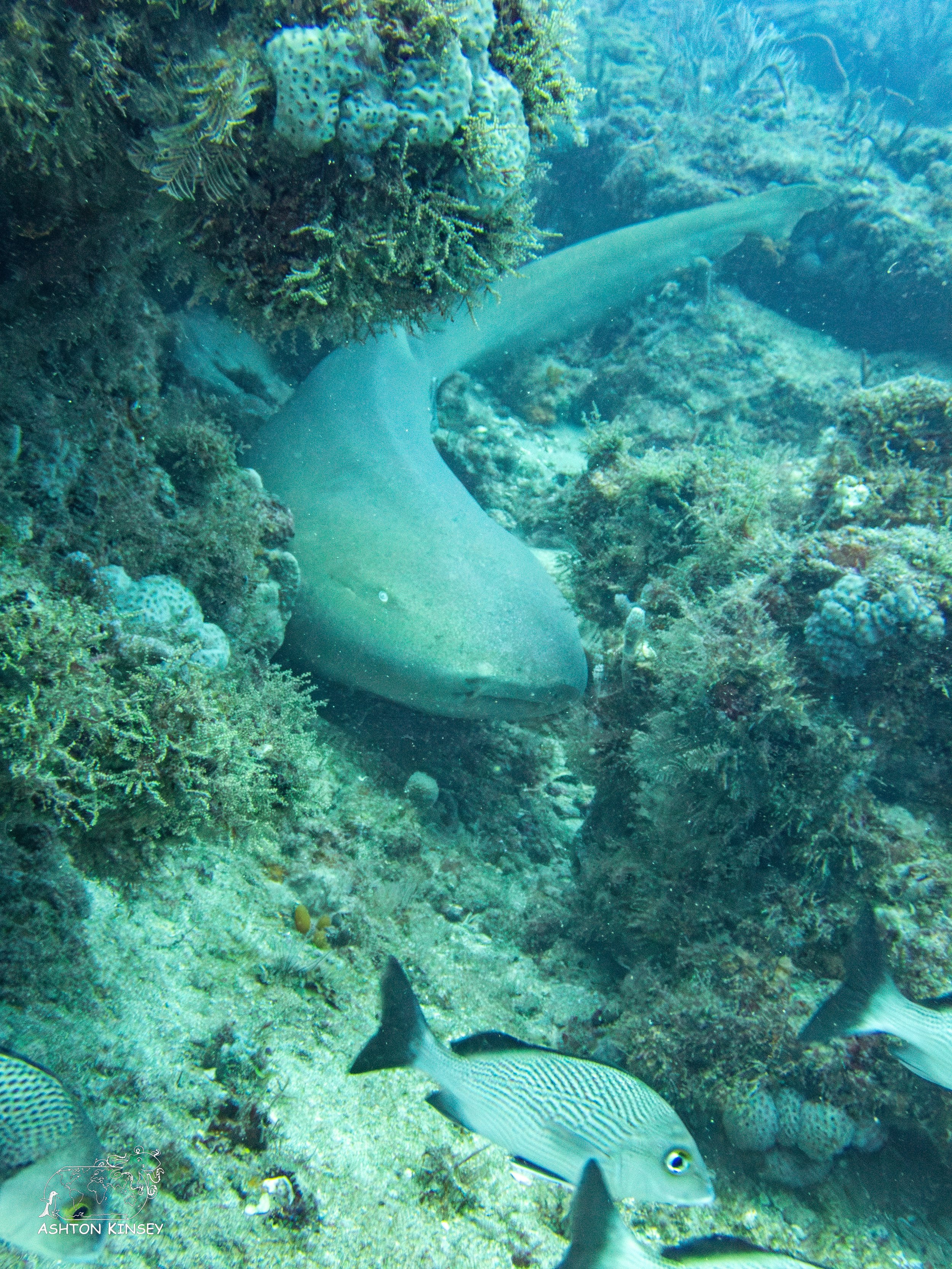 Loggerhead Reef-5.jpg