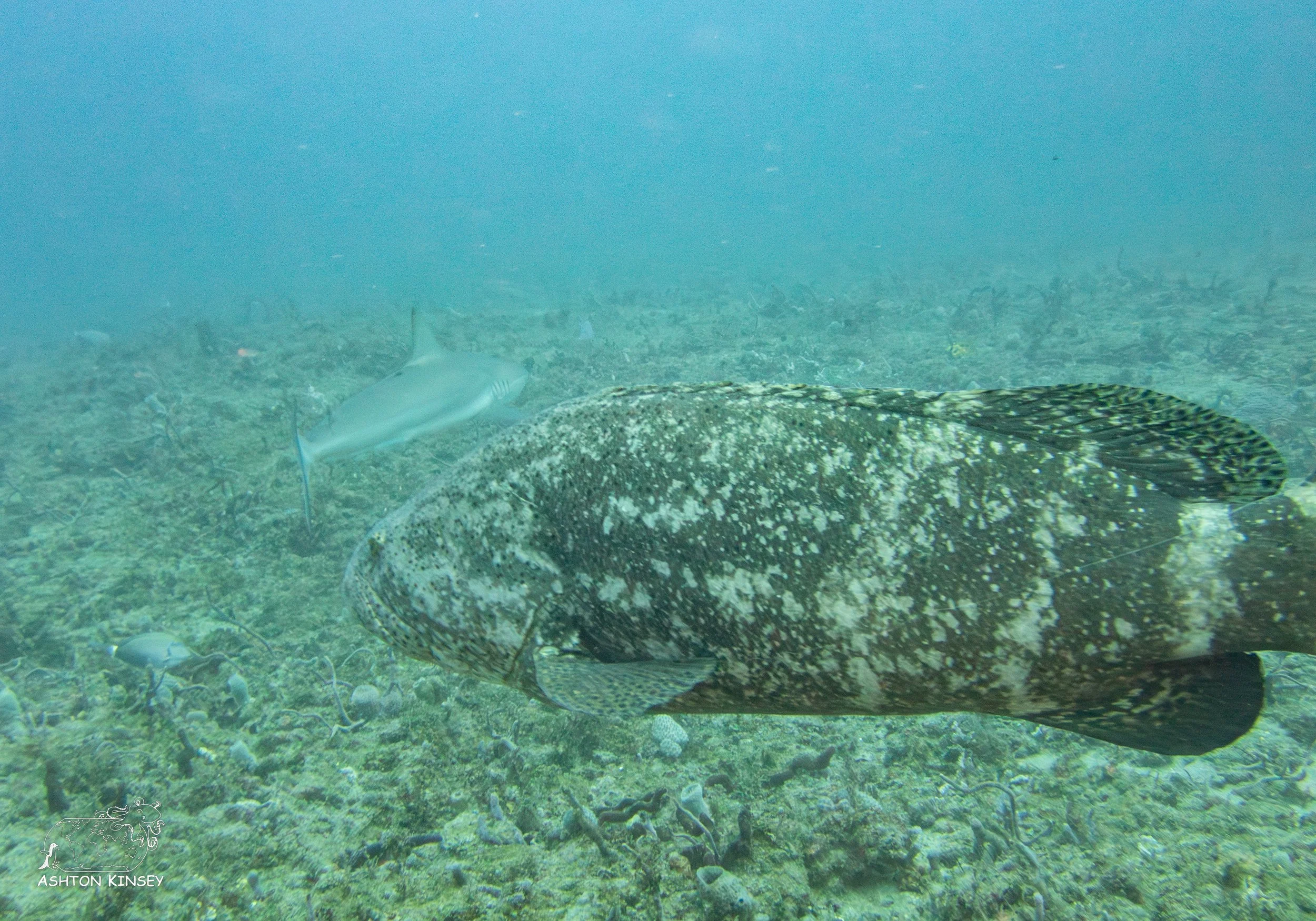 Loggerhead Reef-6.jpg
