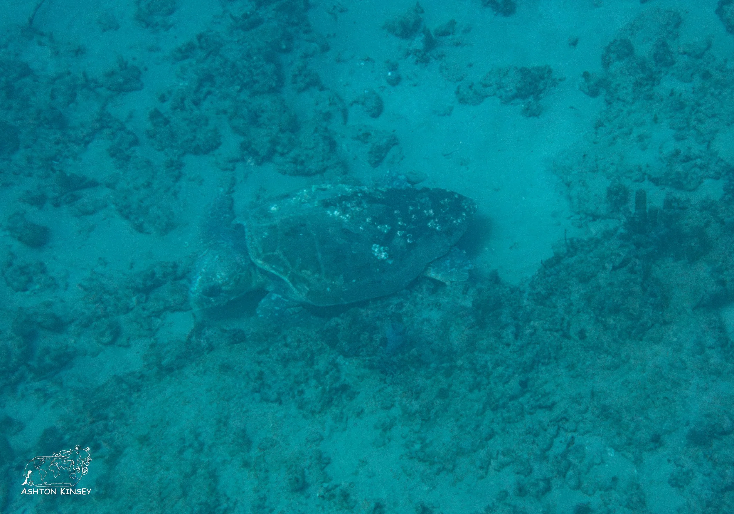 Loggerhead Reef-8.jpg