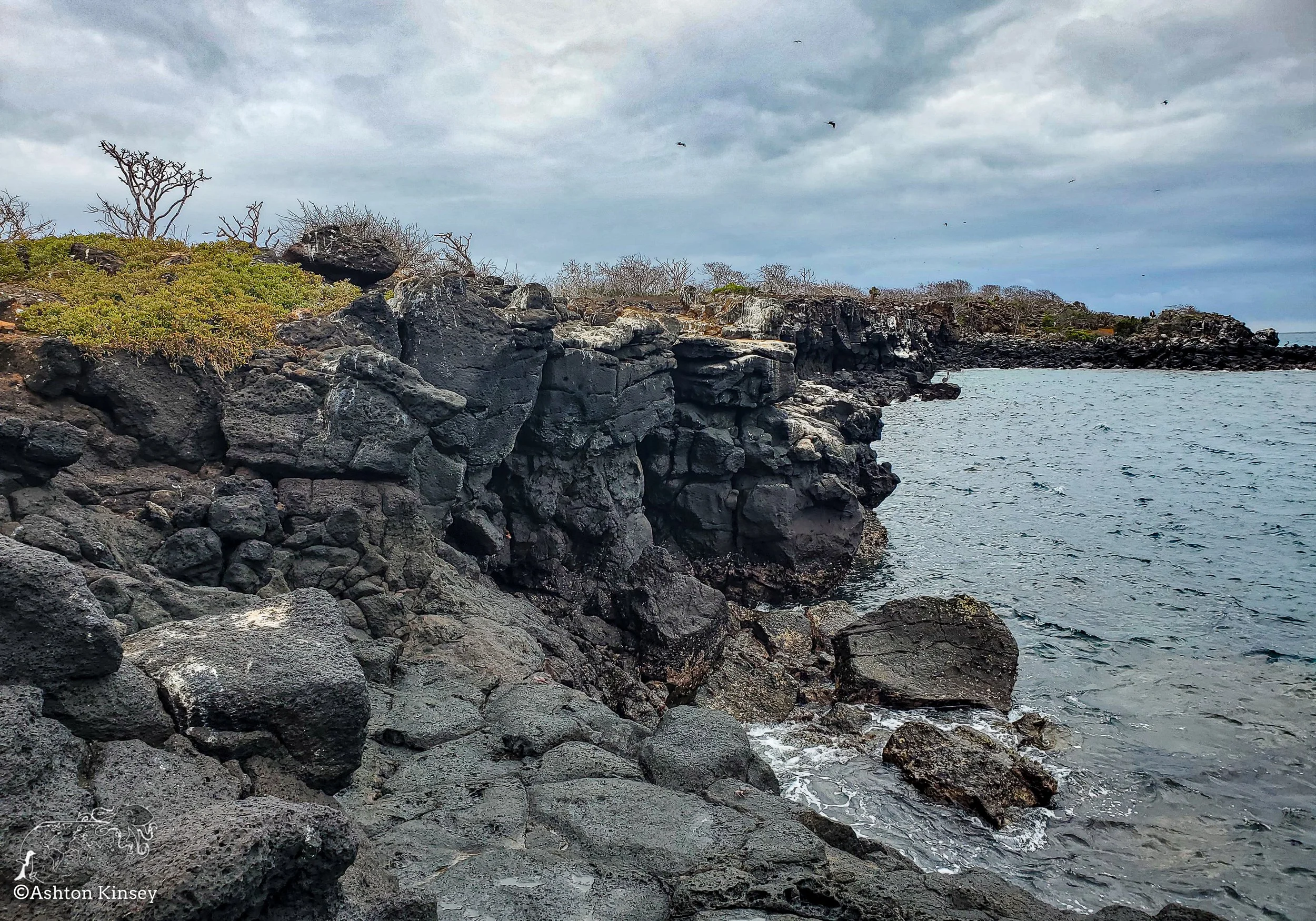 North Seymore Island-2.jpg