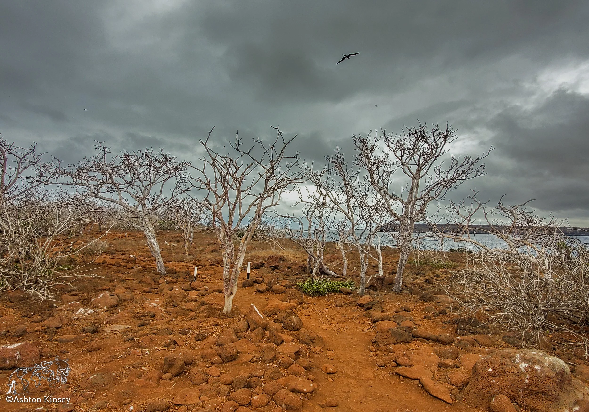 North Seymore Island-9.jpg