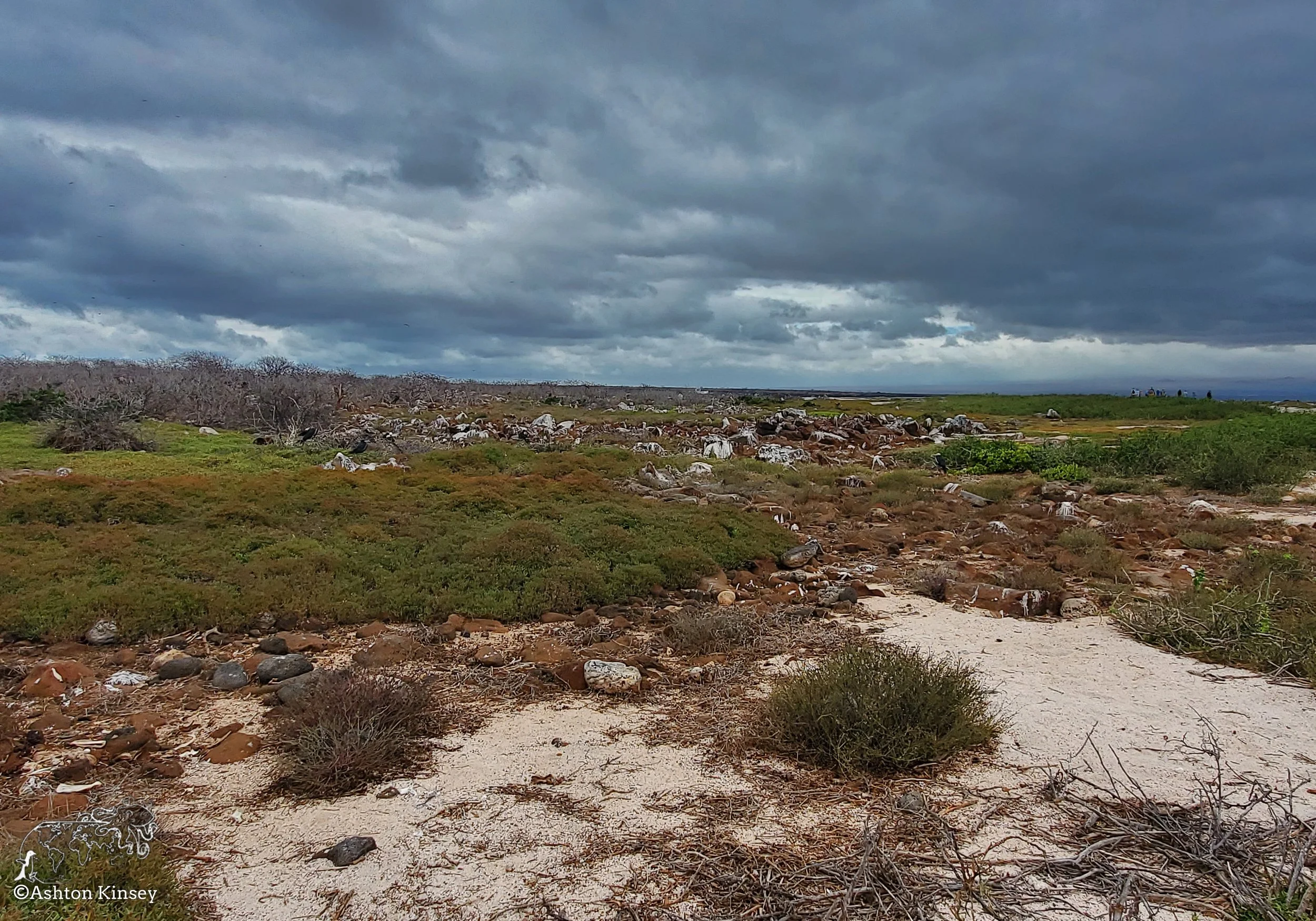 North Seymore Island-18.jpg