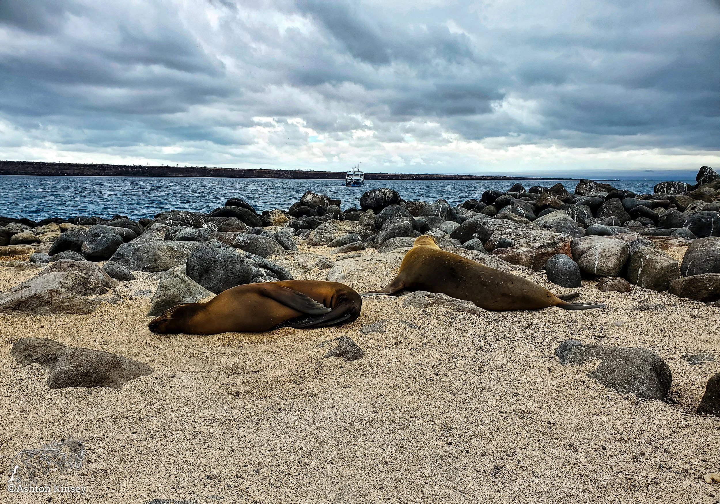 North Seymore Island-24.jpg