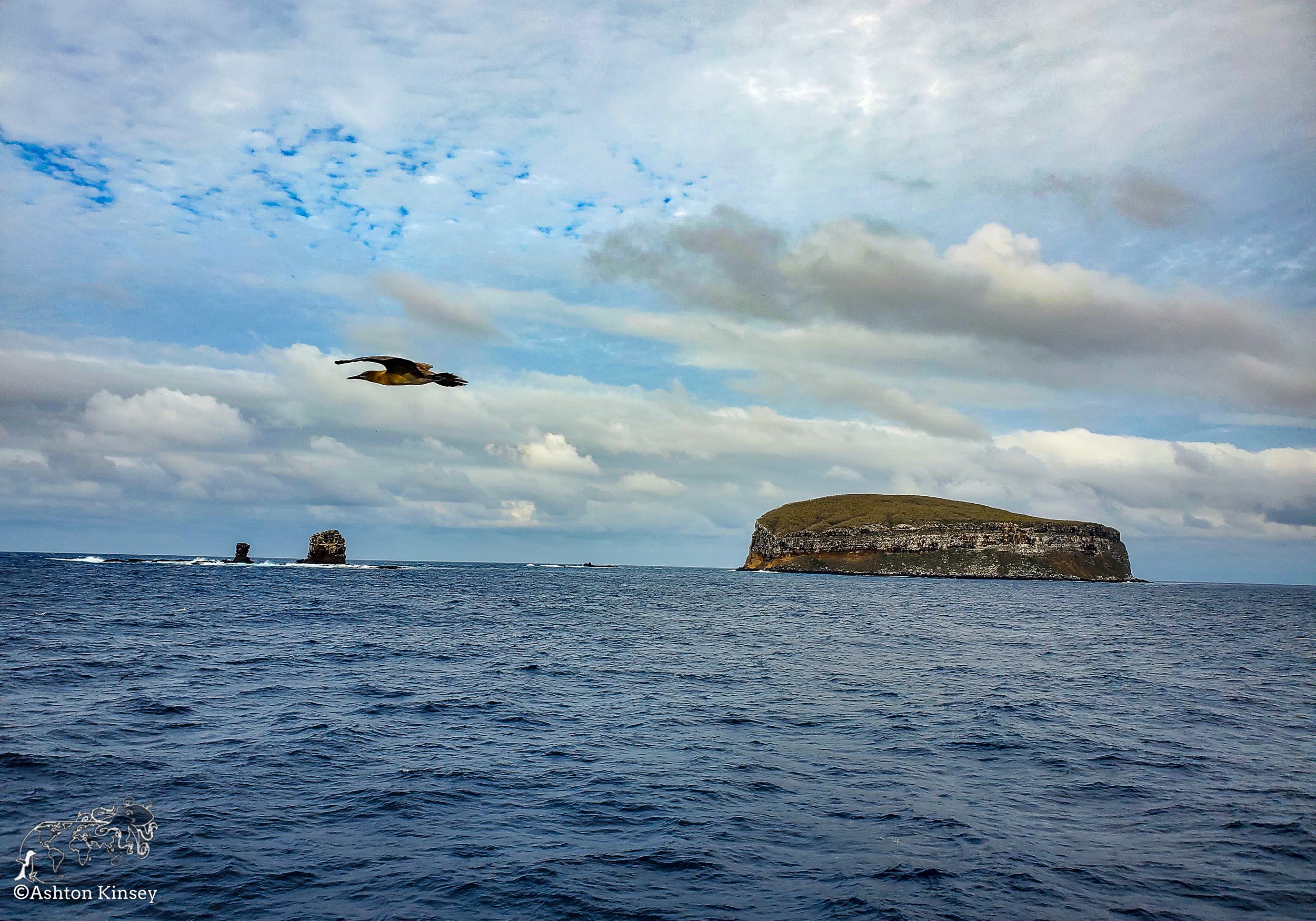 Darwin Island-4.jpg