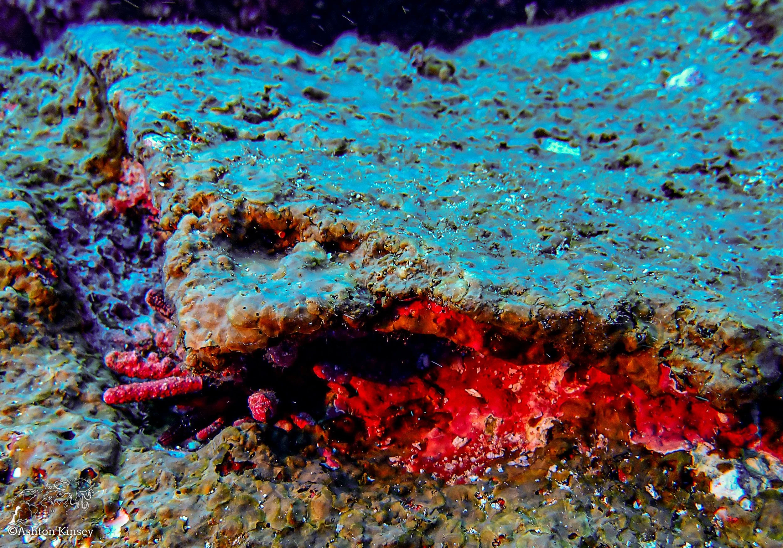 Darwin Island-Diving.jpg