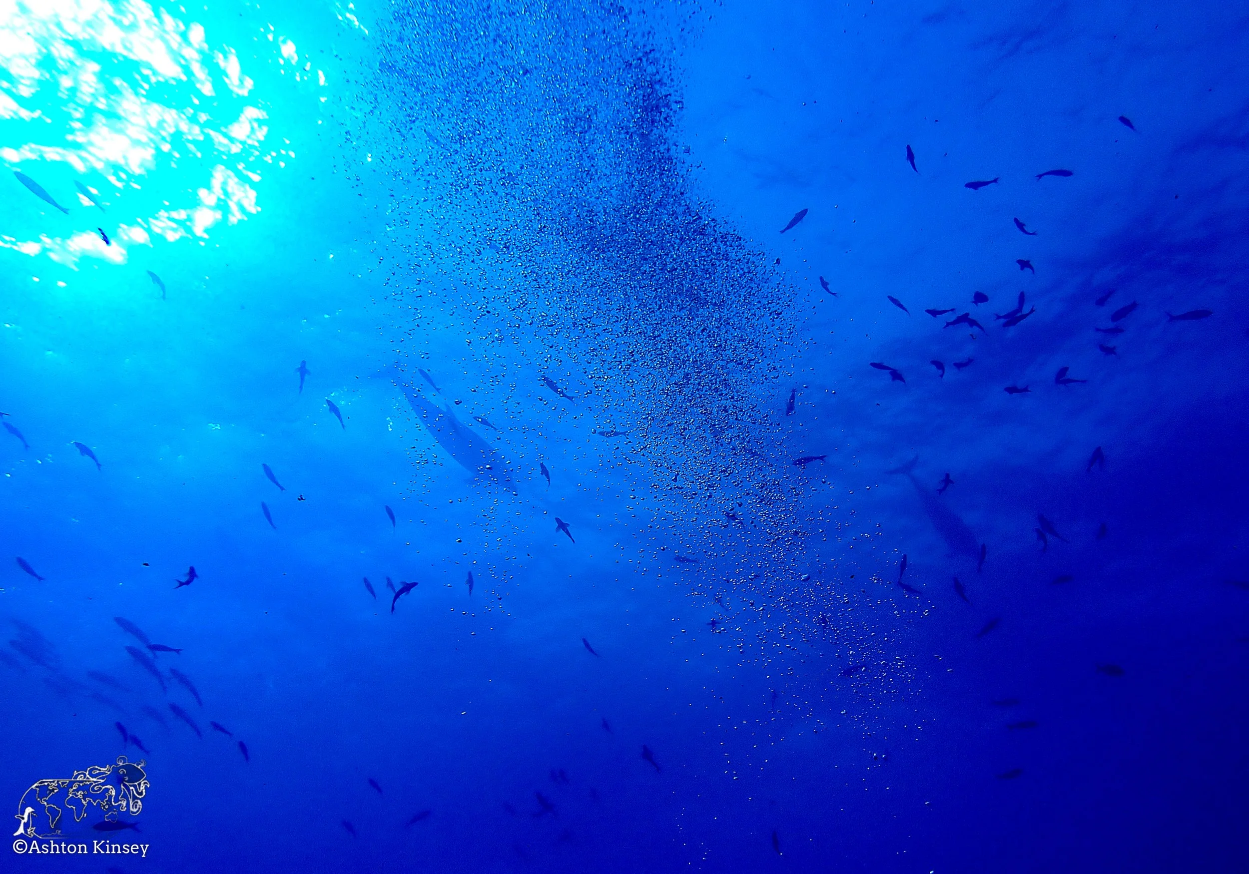 Darwin Island-Diving-1.jpg