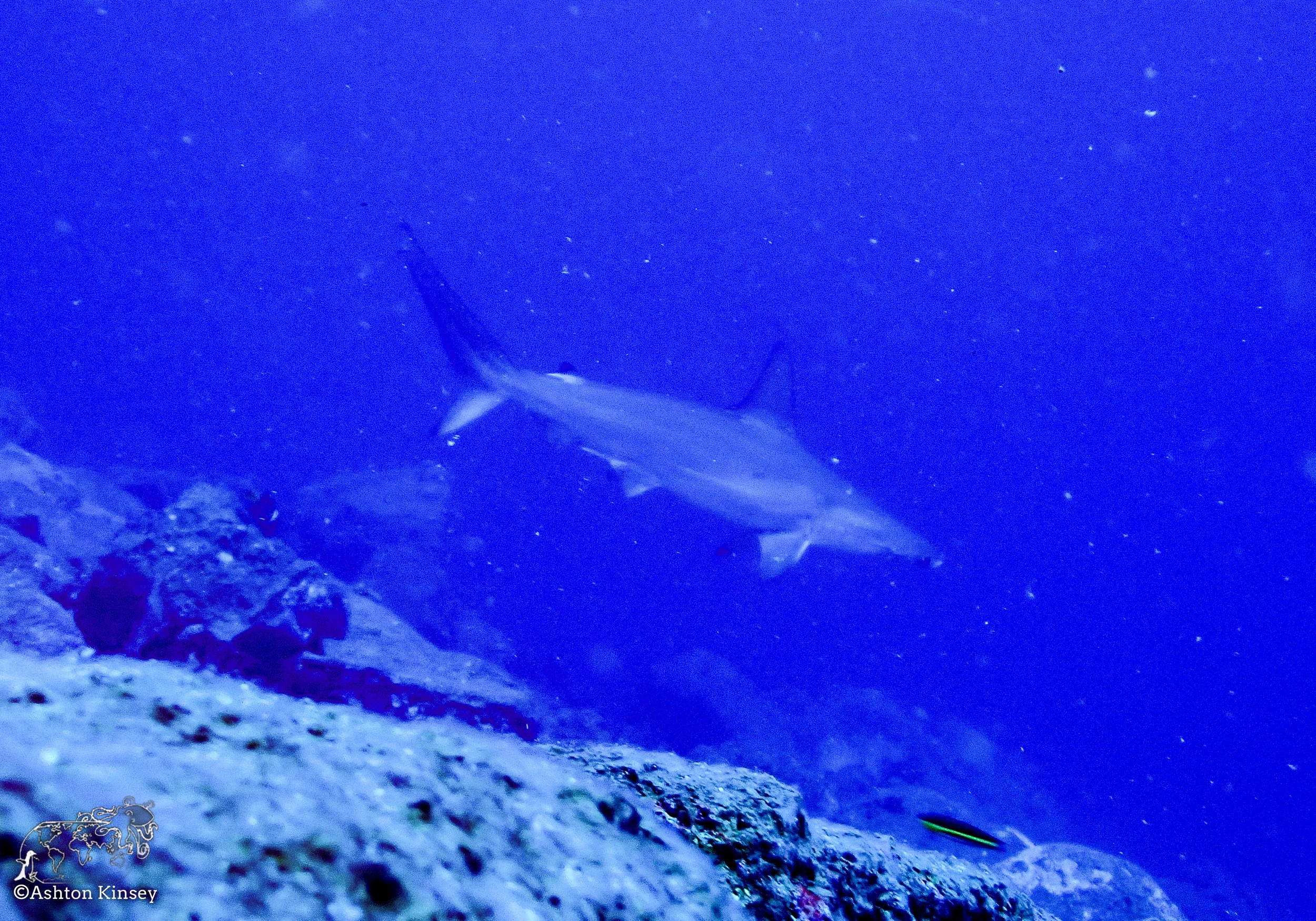 Darwin Island-Diving-3.jpg
