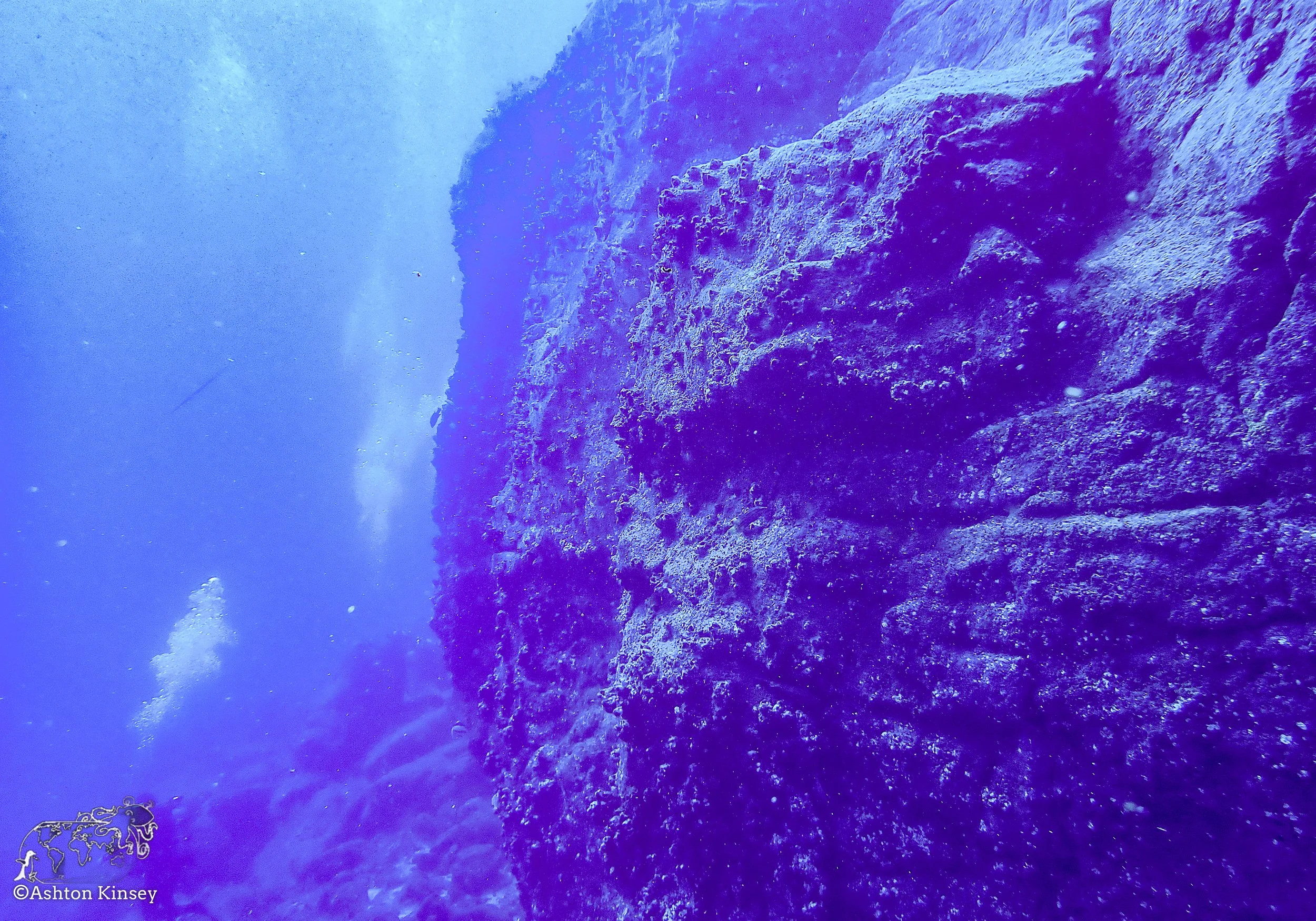 Darwin Island-Diving-2.jpg