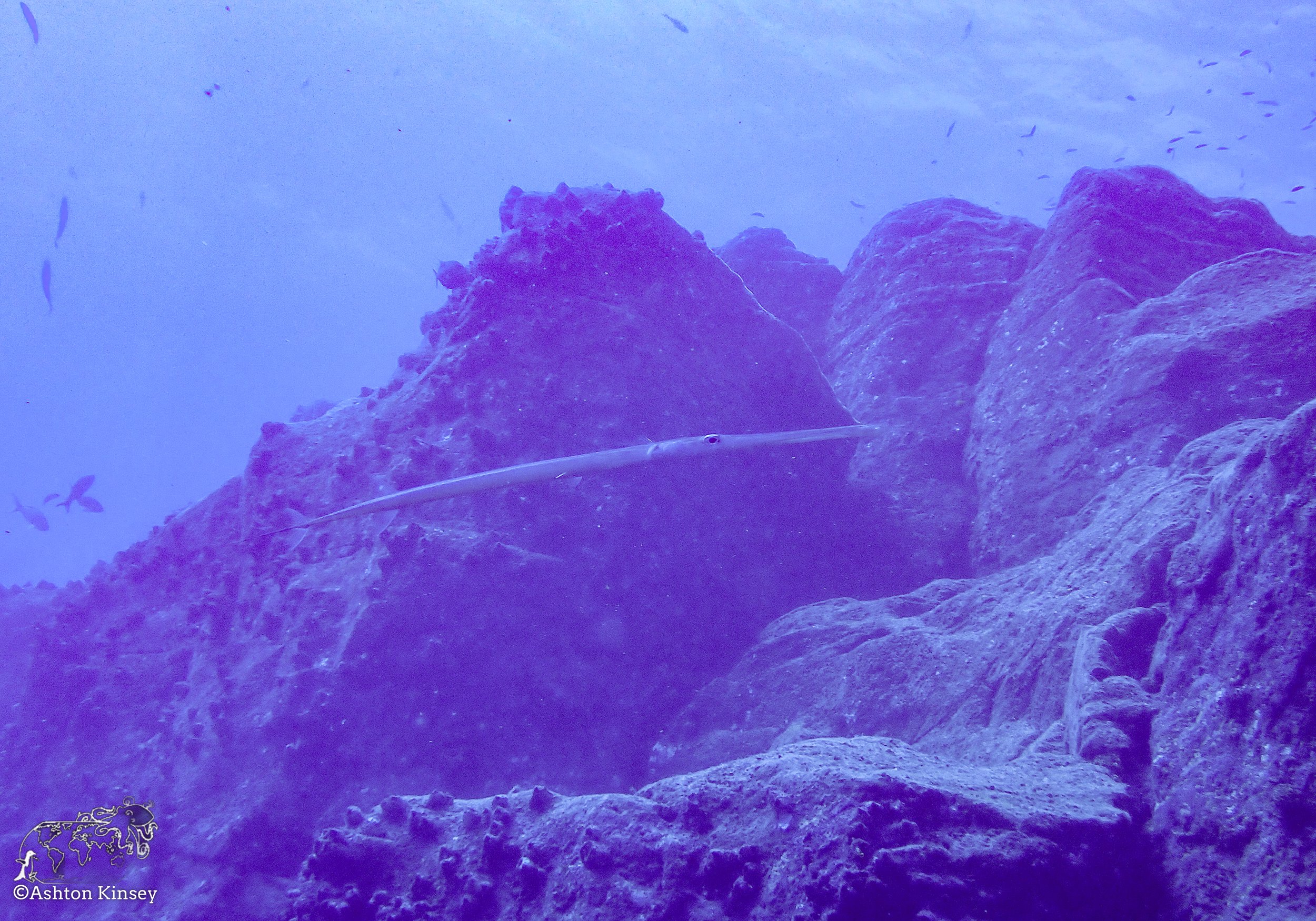 Darwin Island-Diving-4.jpg