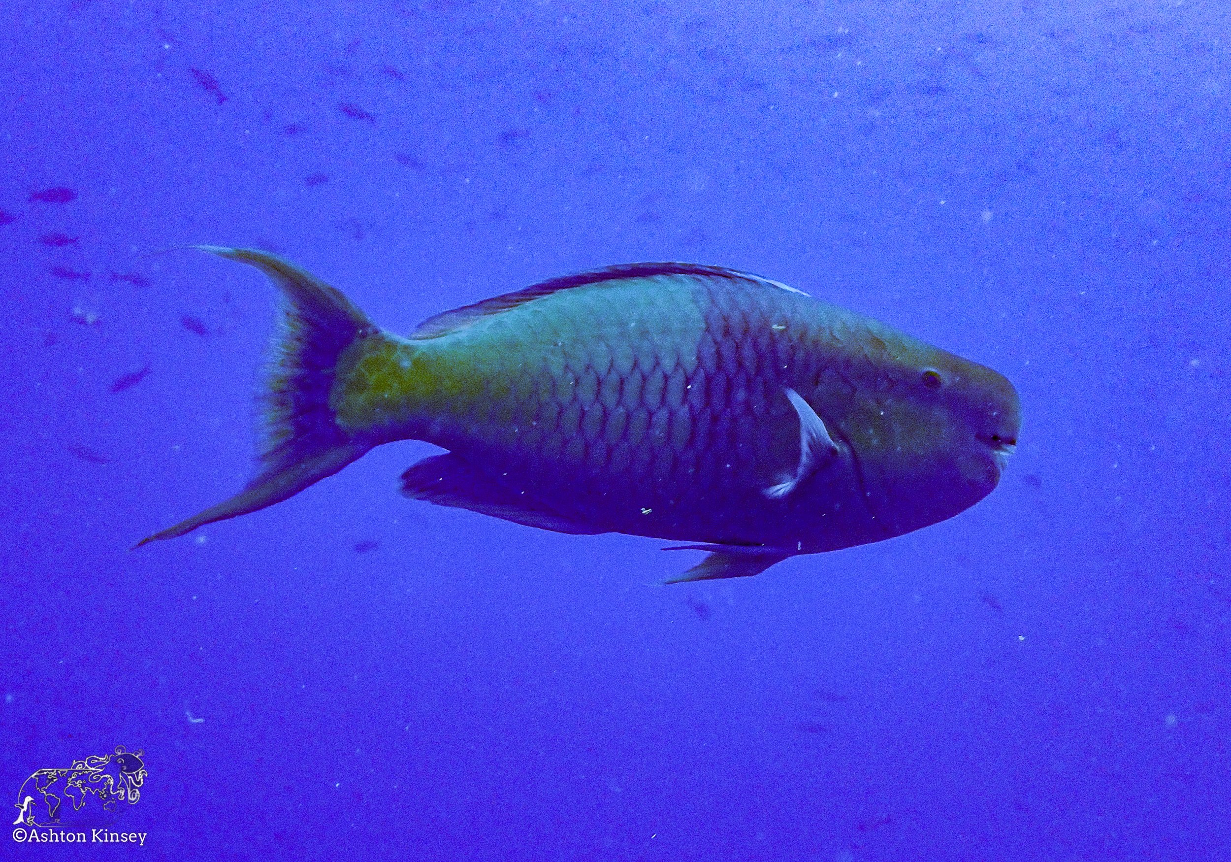Darwin Island-Diving-5.jpg