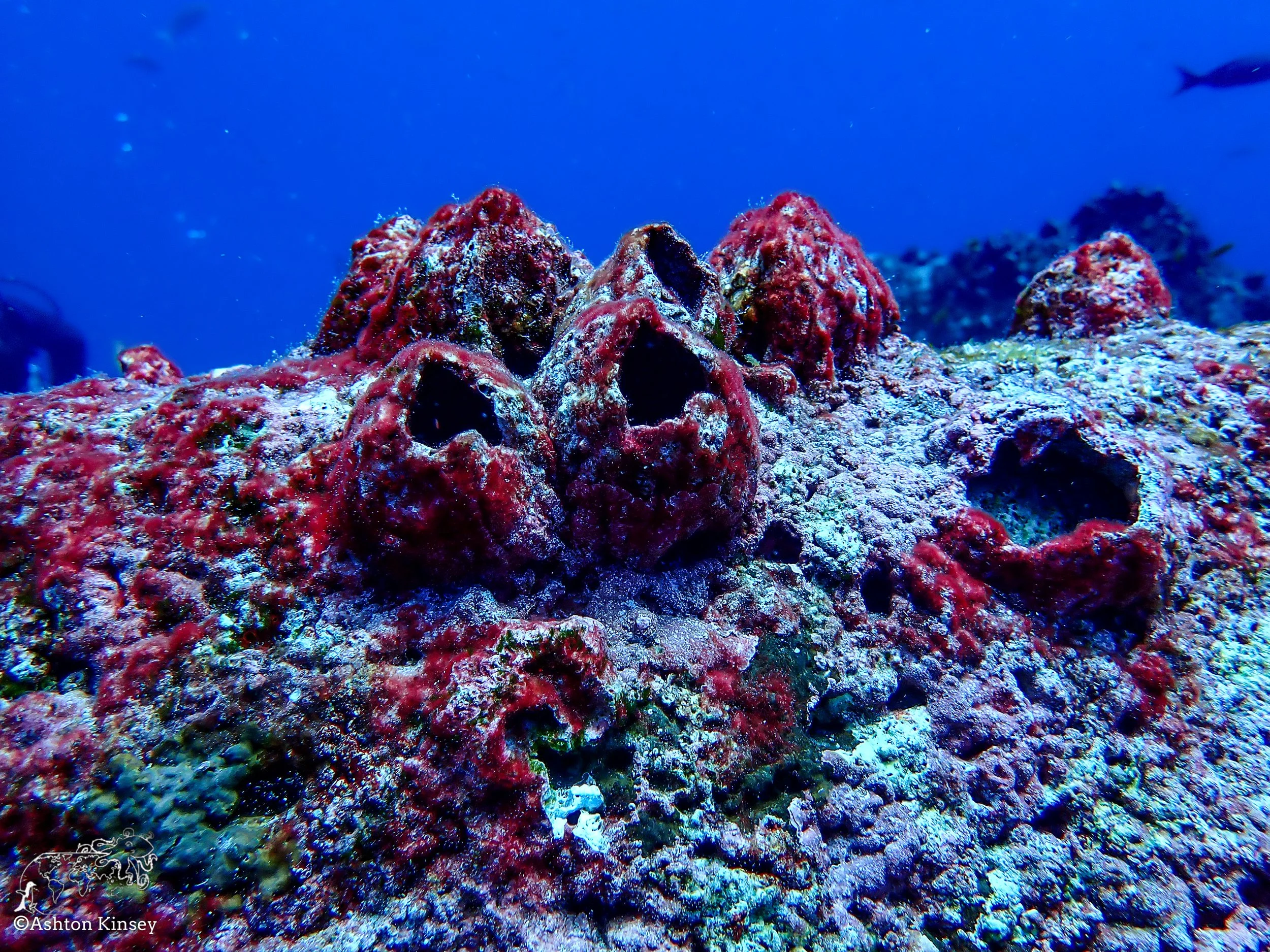 Darwin Island-Diving-9.jpg