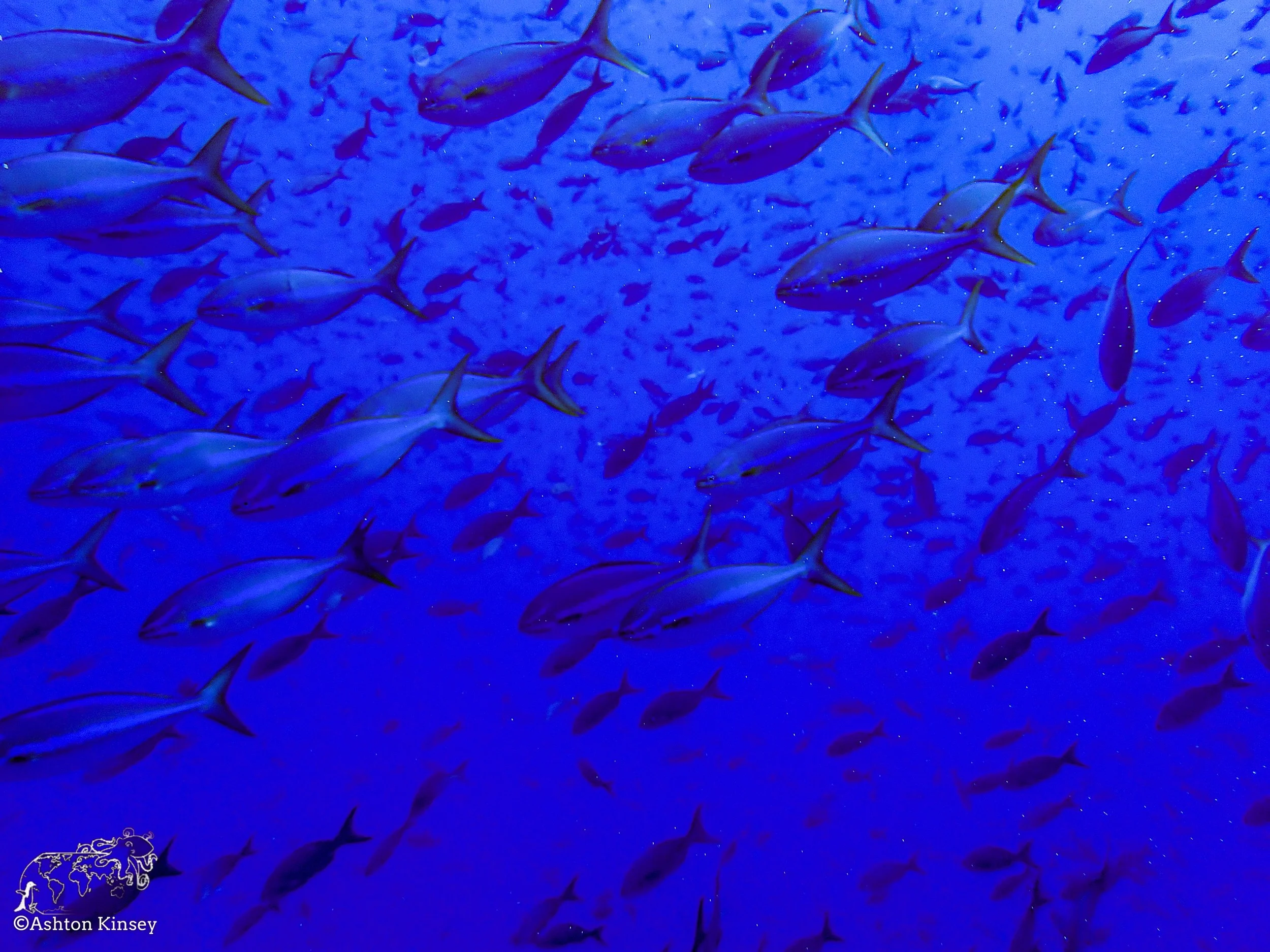 Darwin Island 3-Diving-3.jpg