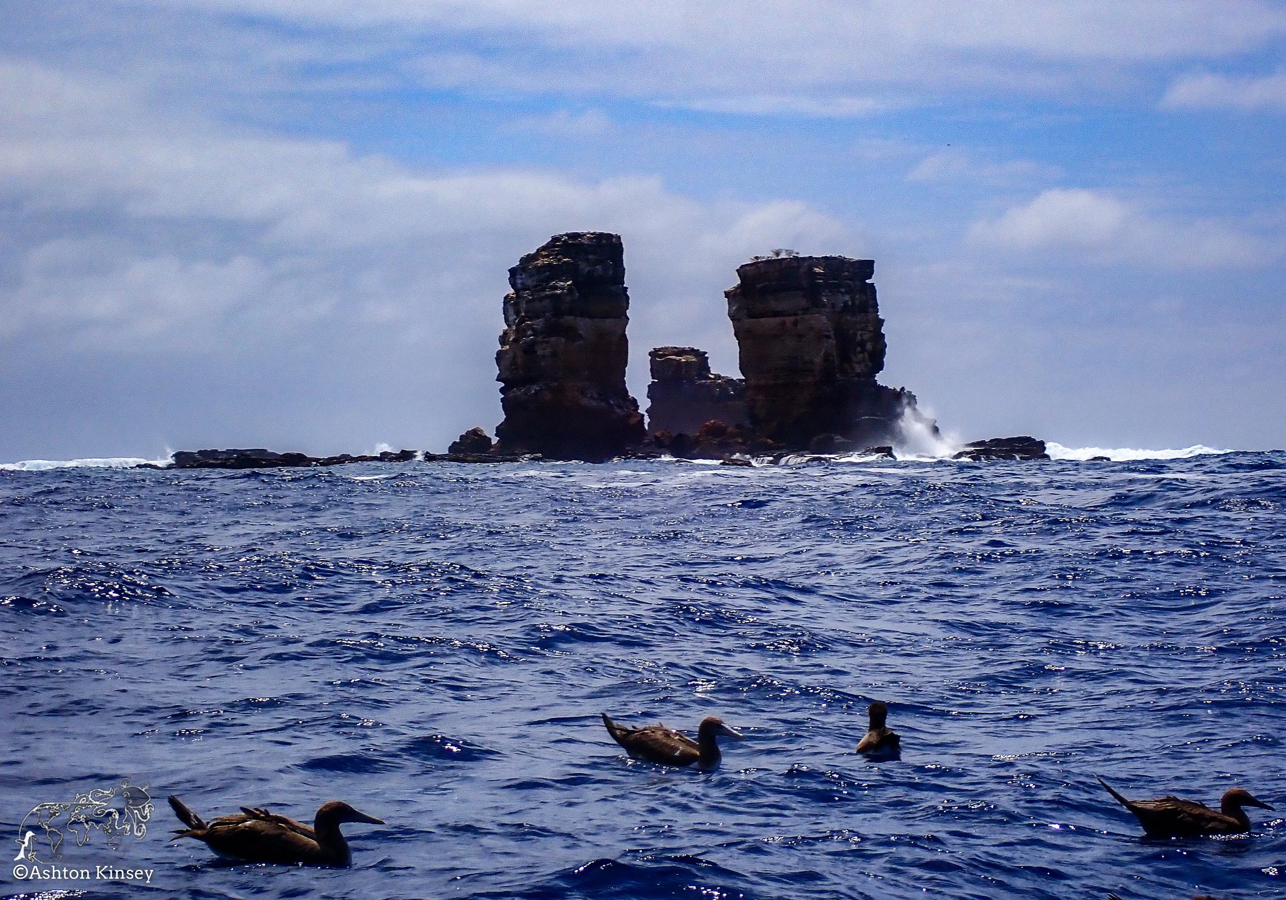Darwin Island 3-Diving-9.jpg