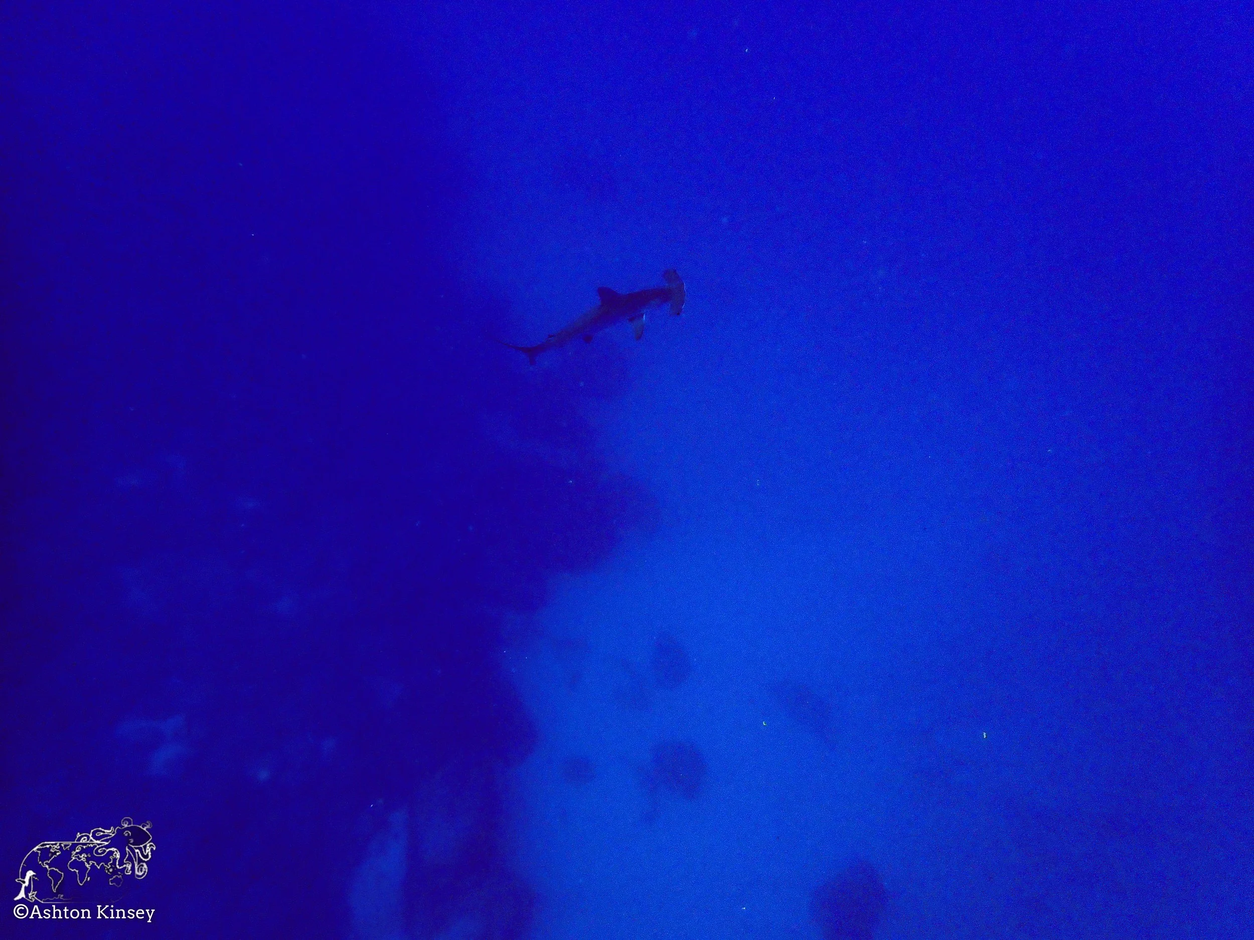 Darwin Island 3-Diving-7.jpg