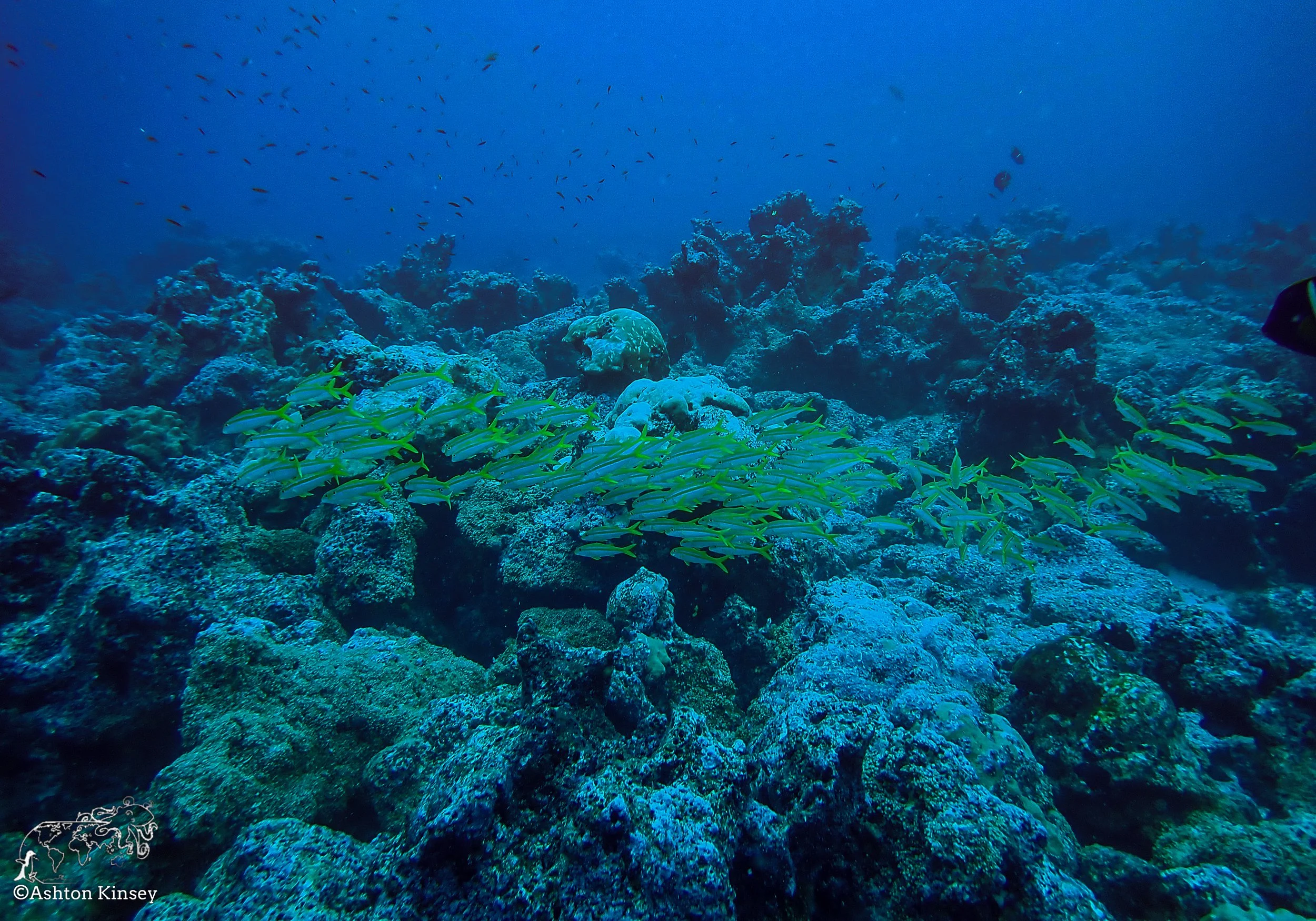 Darwin Island 3-Diving-1.jpg