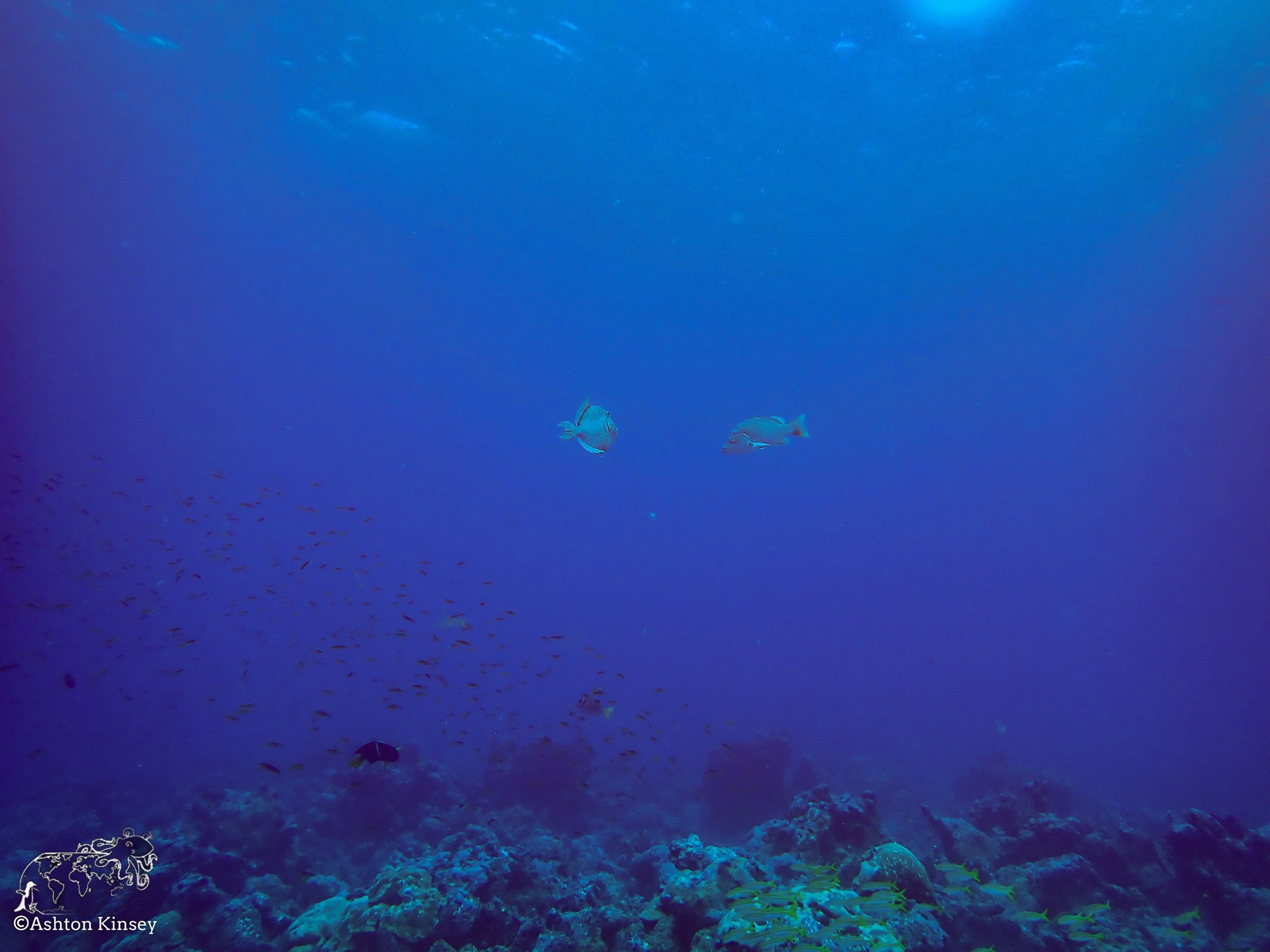 Darwin Island 3-Diving.jpg