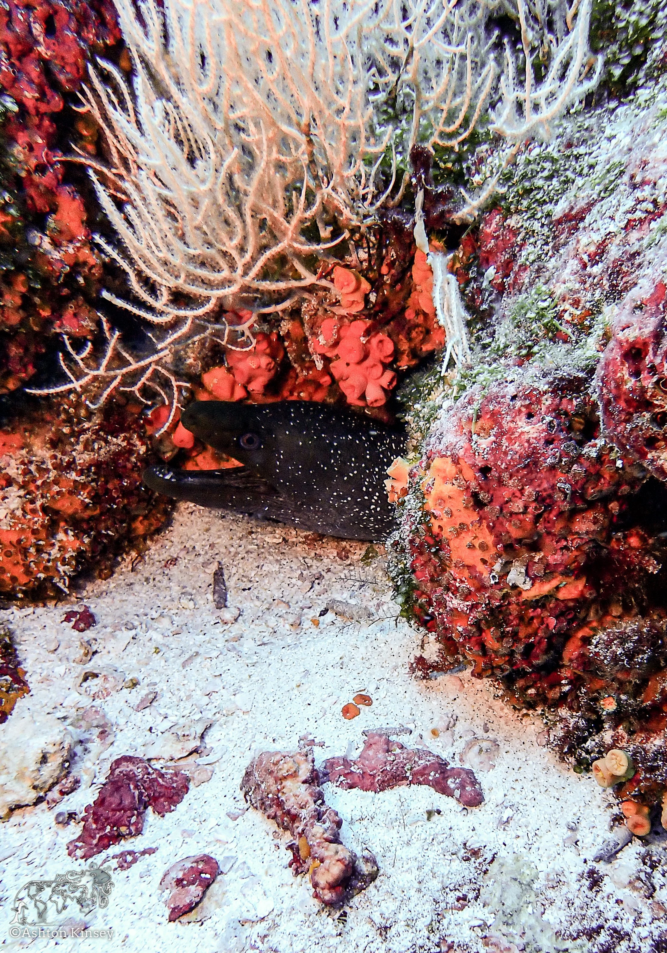 Darwin Island 3-Diving-2.jpg