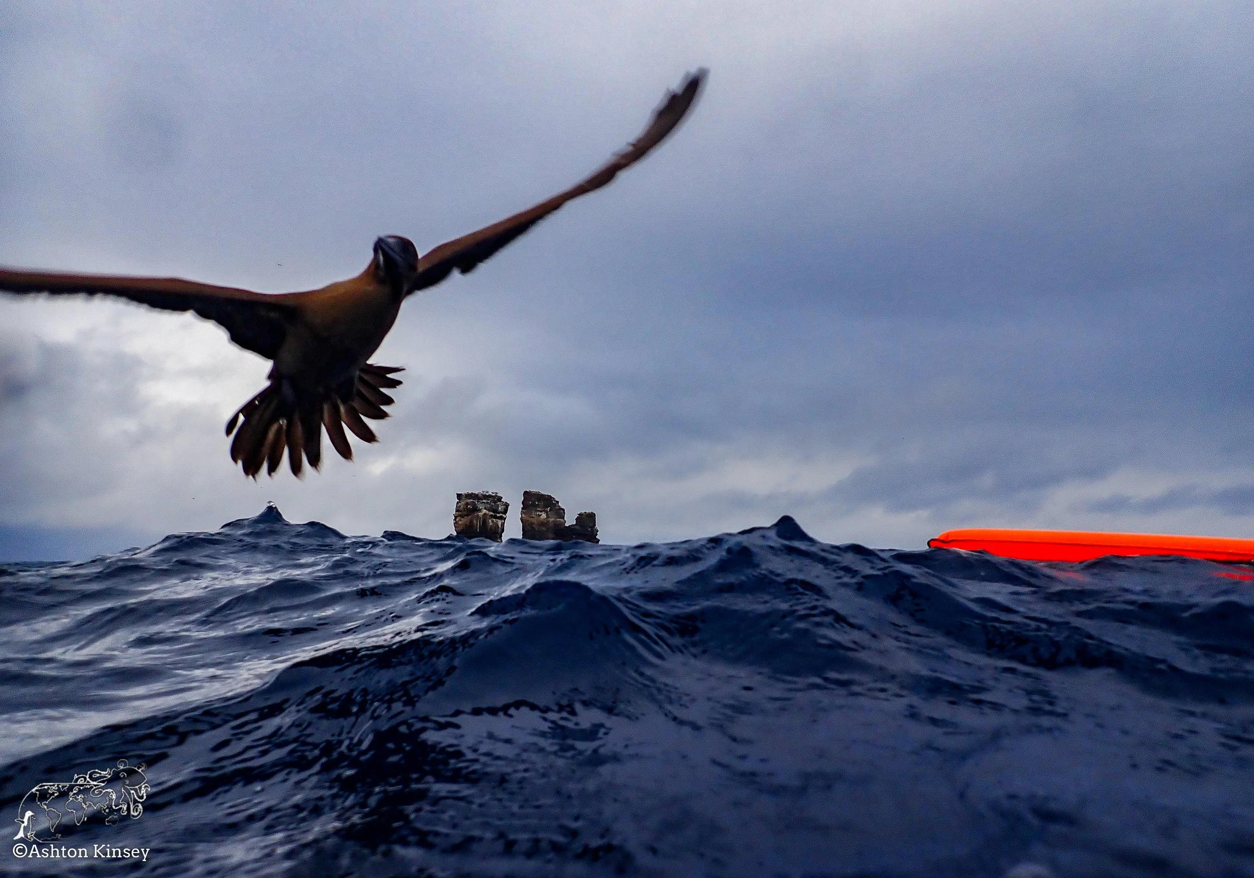 Darwin Island 3-Diving-9.jpg