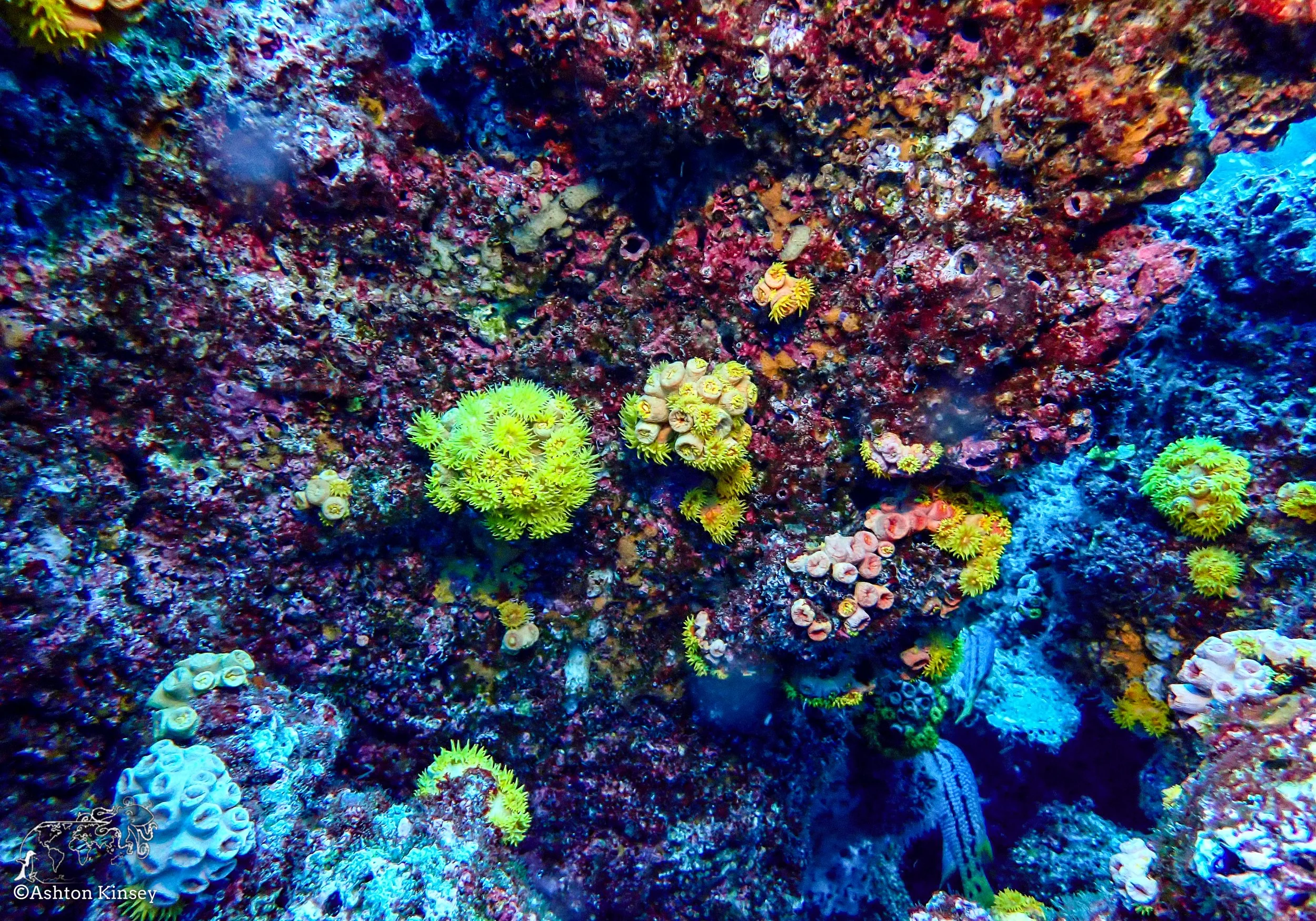 Darwin Island 4-Diving.jpg