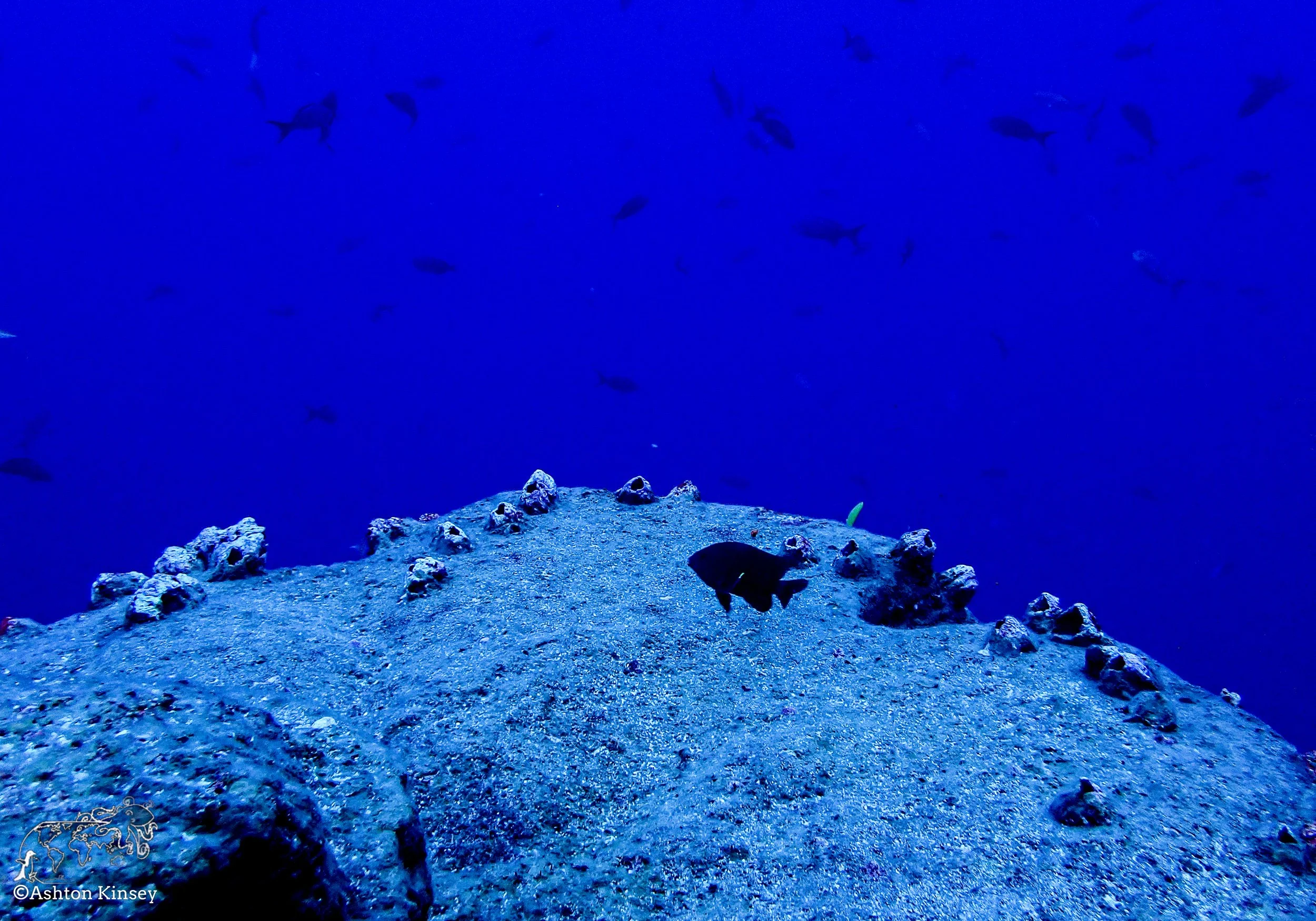 Darwin Island 4-Diving-1.jpg