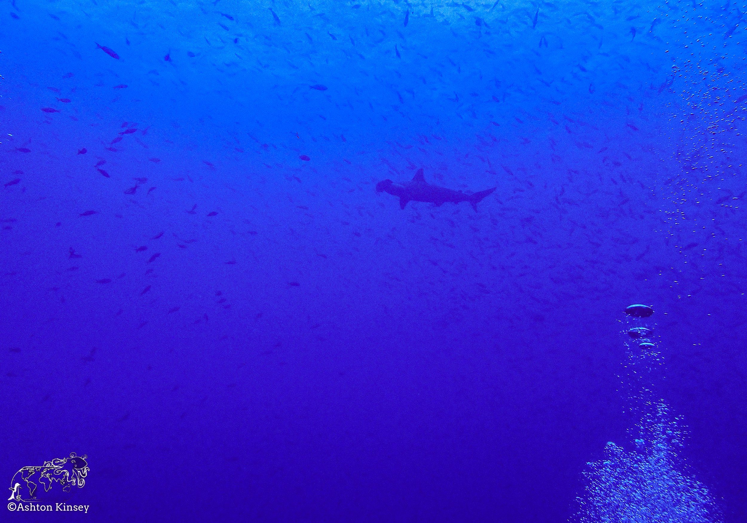 Darwin Island 4-Diving-2.jpg