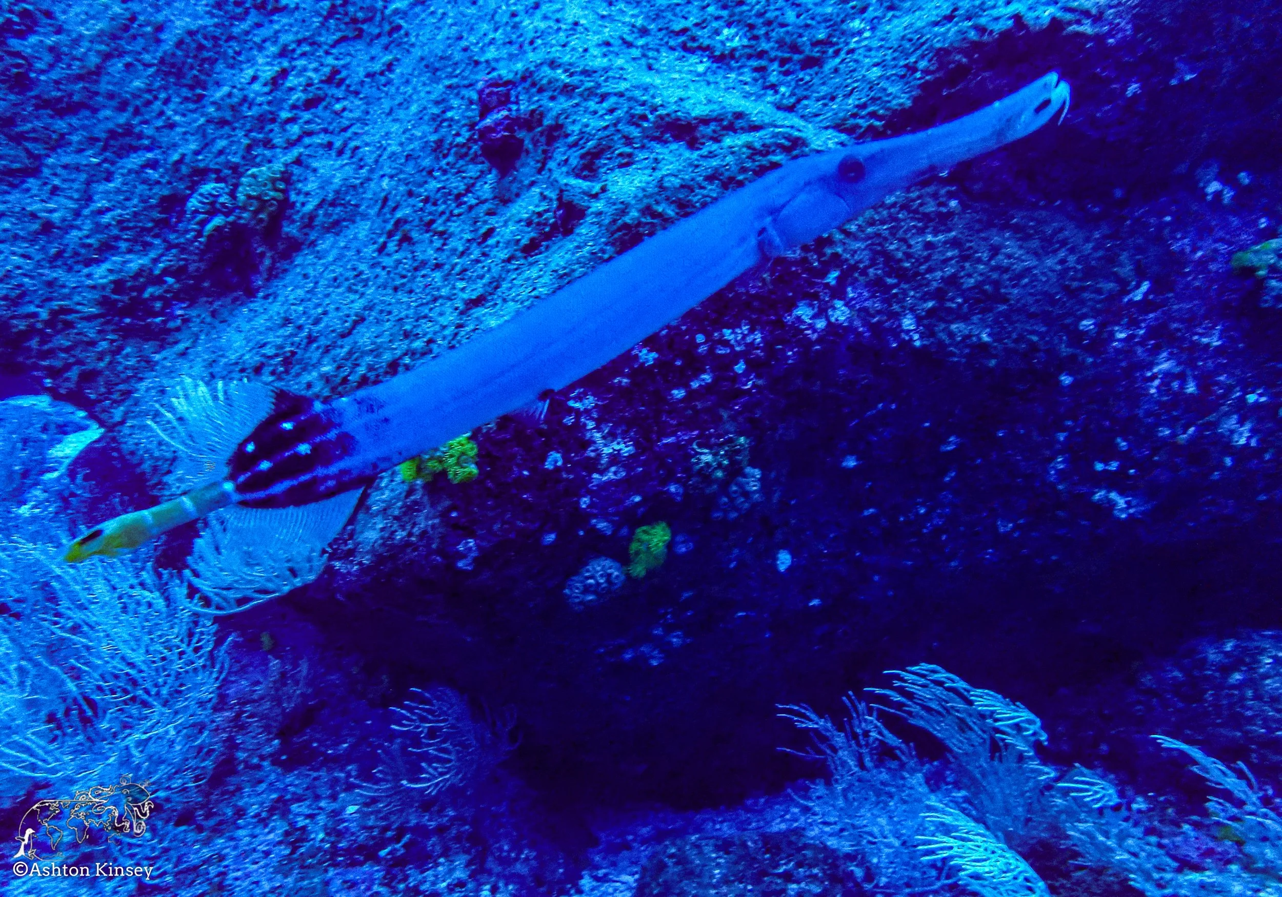 Darwin Island 4-Diving-4.jpg