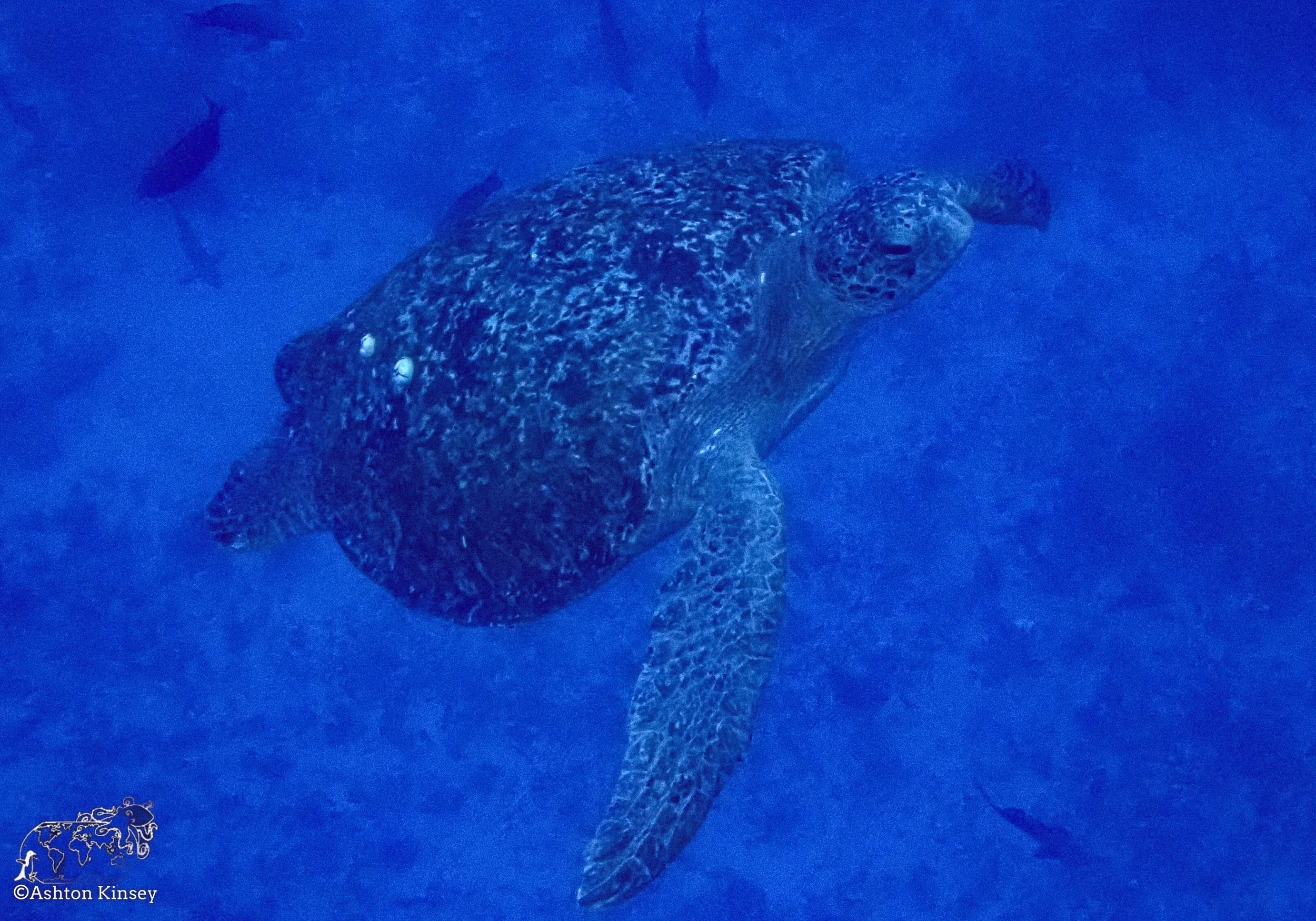 Darwin Island 4-Diving-8.jpg