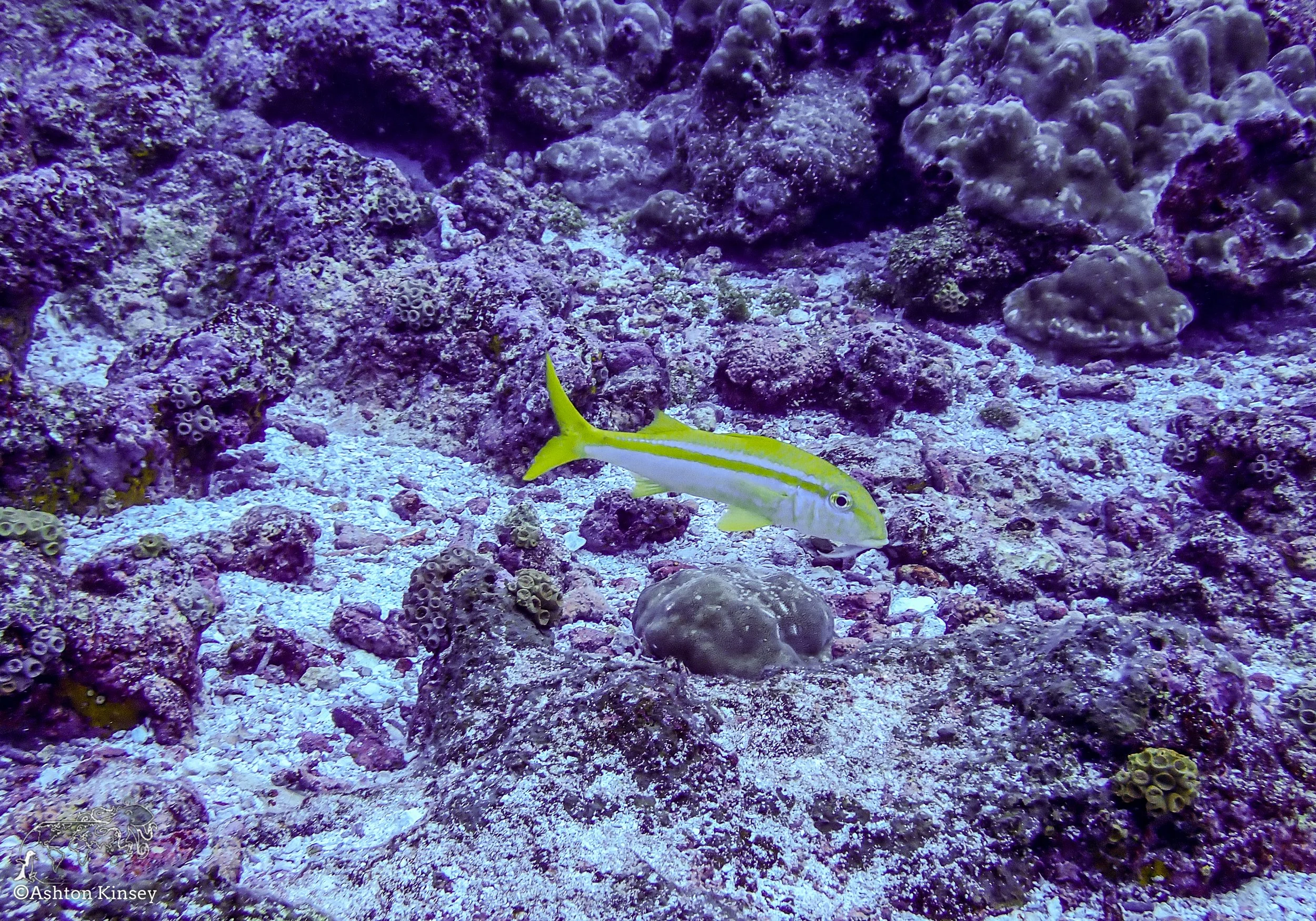 Darwin Island 5-Diving.jpg