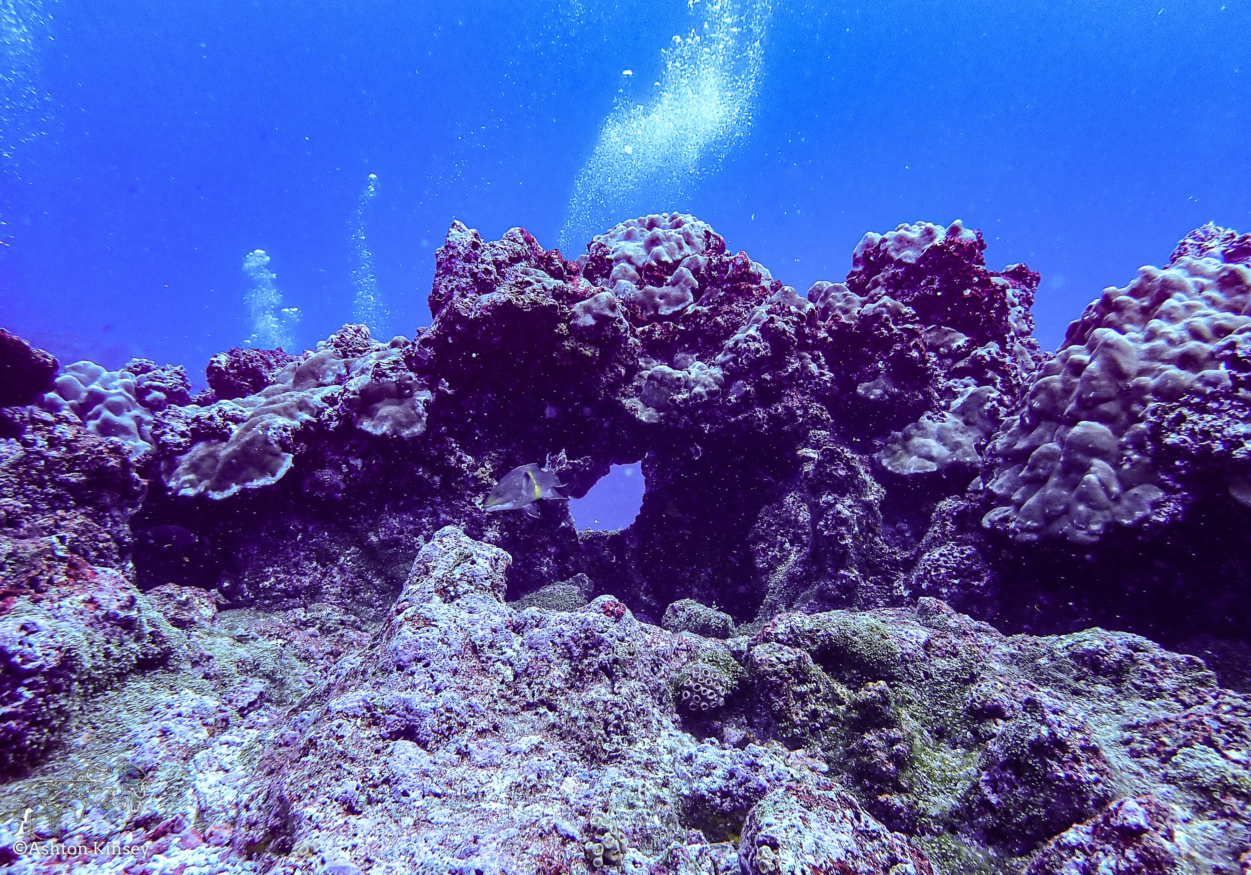 Darwin Island 5-Diving-1.jpg