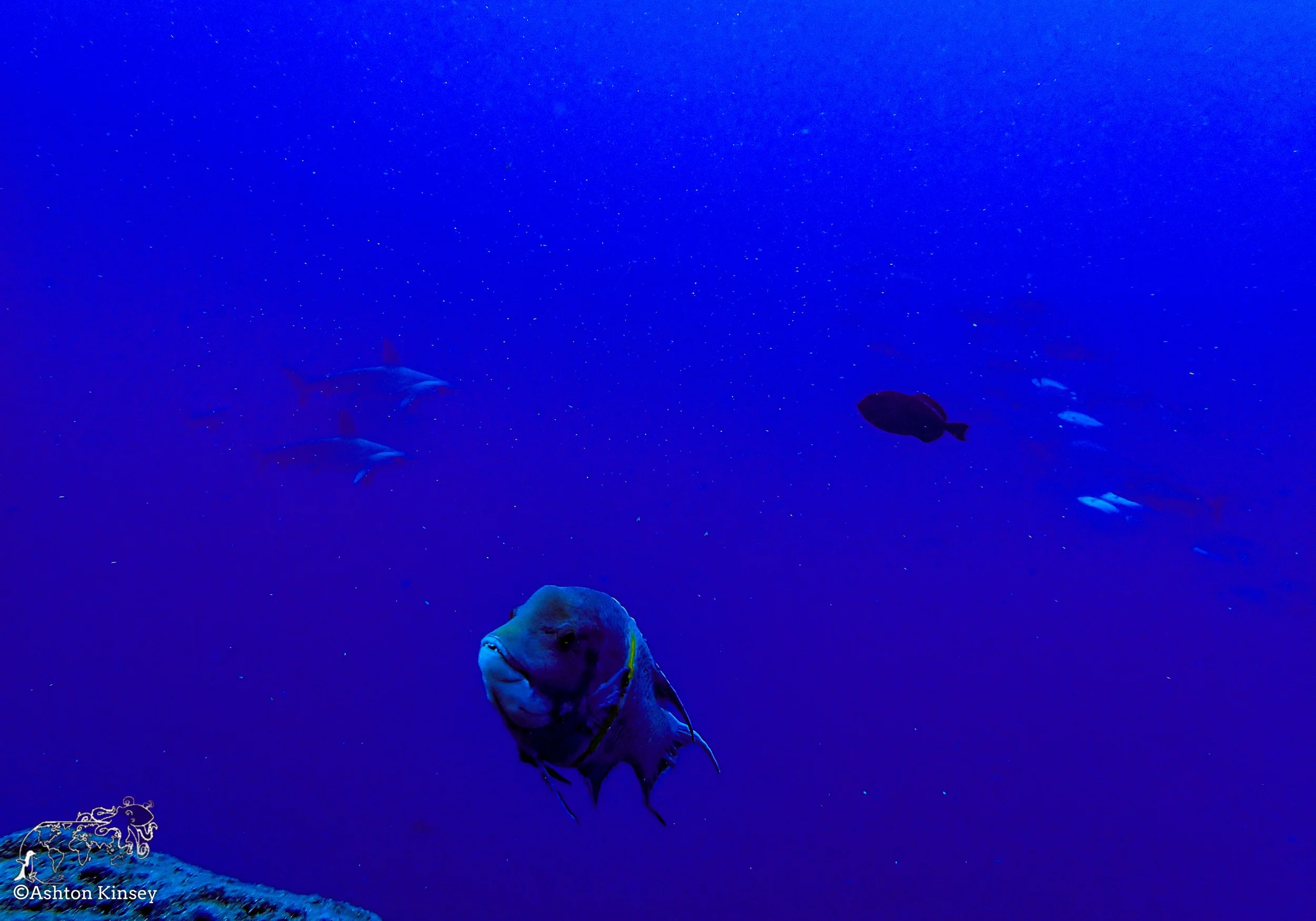 Darwin Island 5-Diving-7.jpg