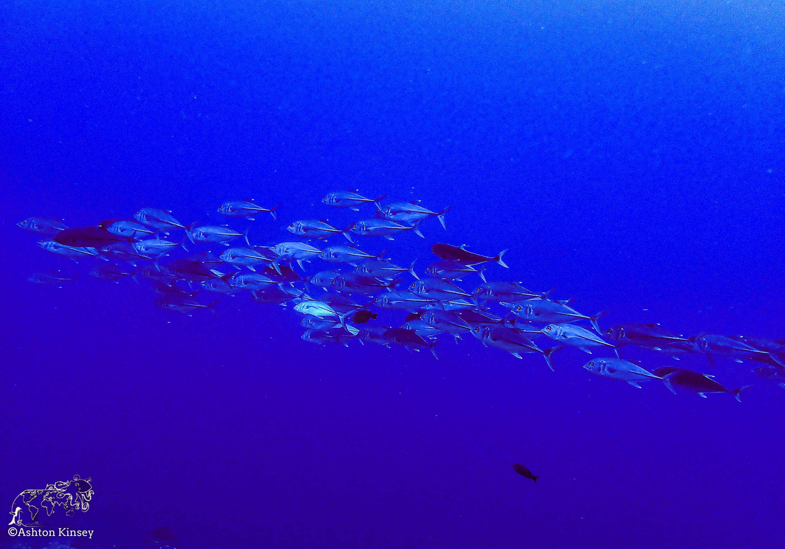Darwin Island 5-Diving-8.jpg