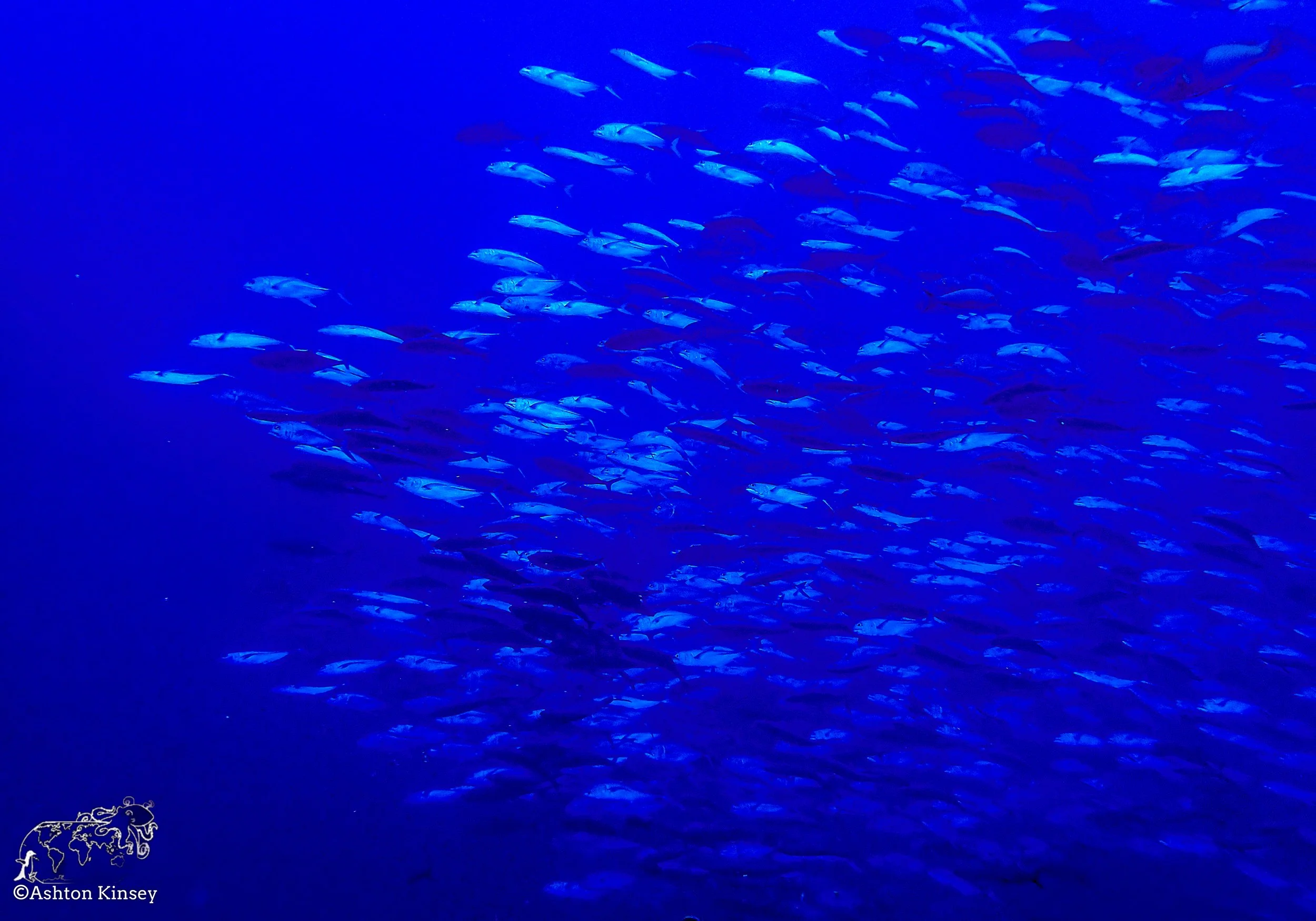 Darwin Island 5-Diving-9.jpg