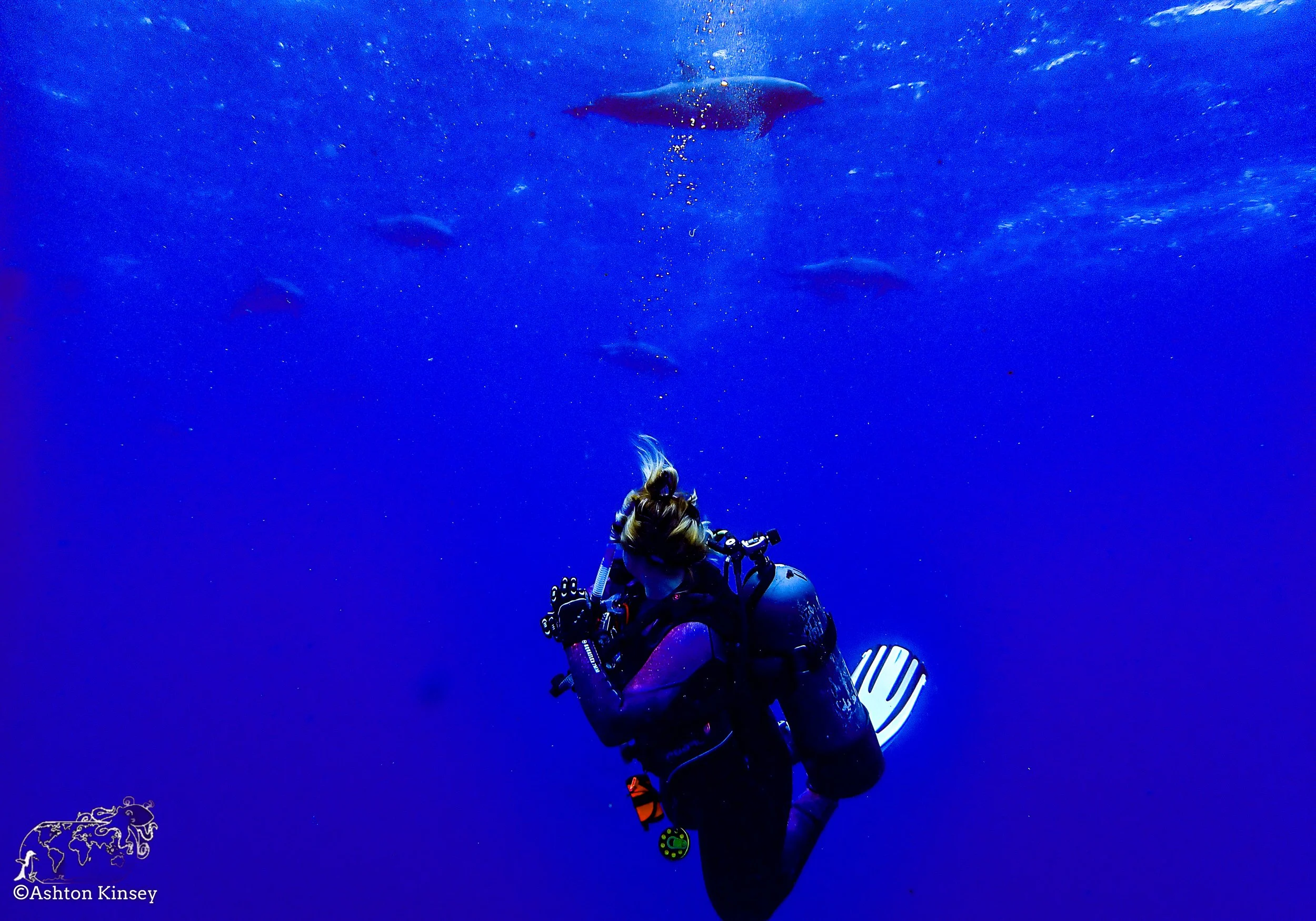 Darwin Island 5-Diving-12.jpg