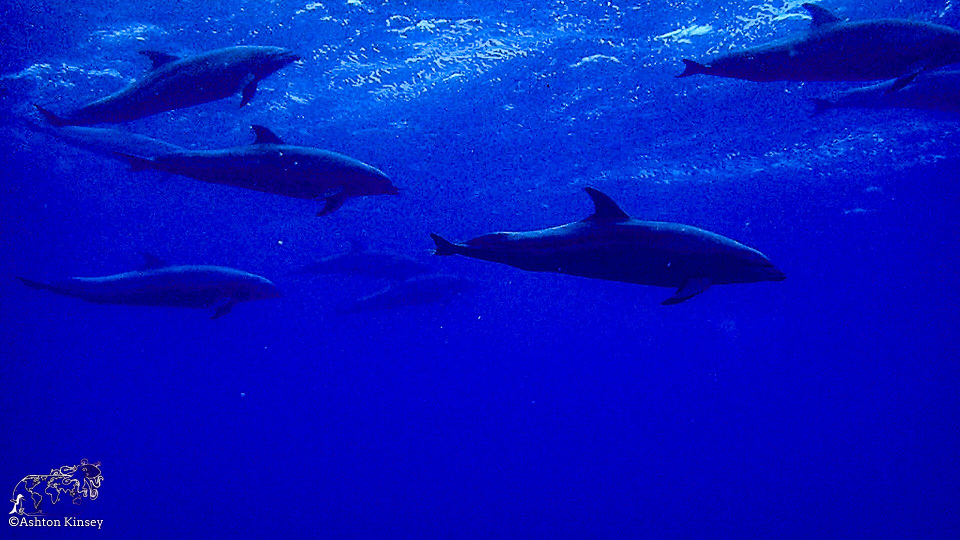 Darwin Island 5-Diving-14.jpg