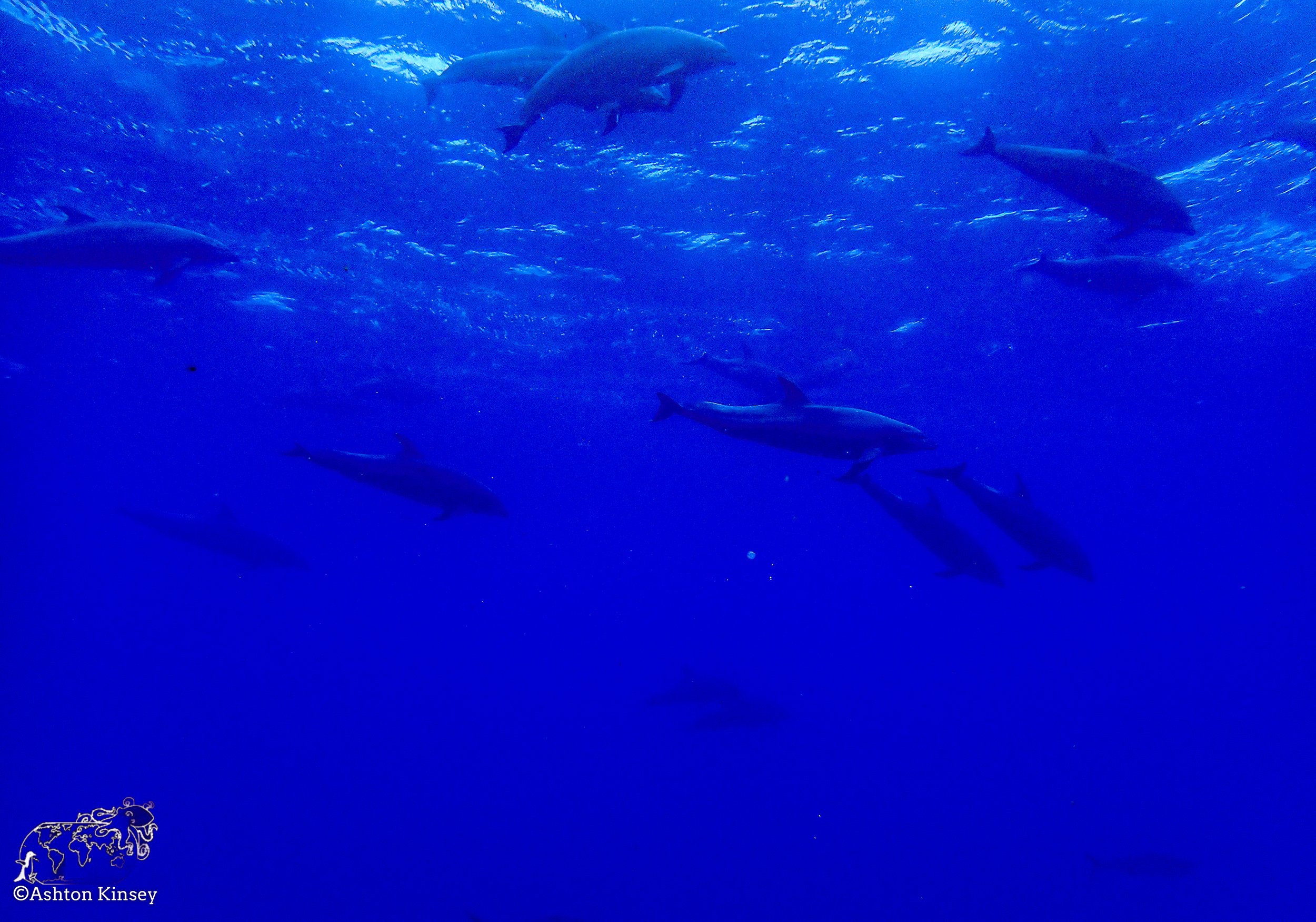 Darwin Island 5-Diving-17.jpg