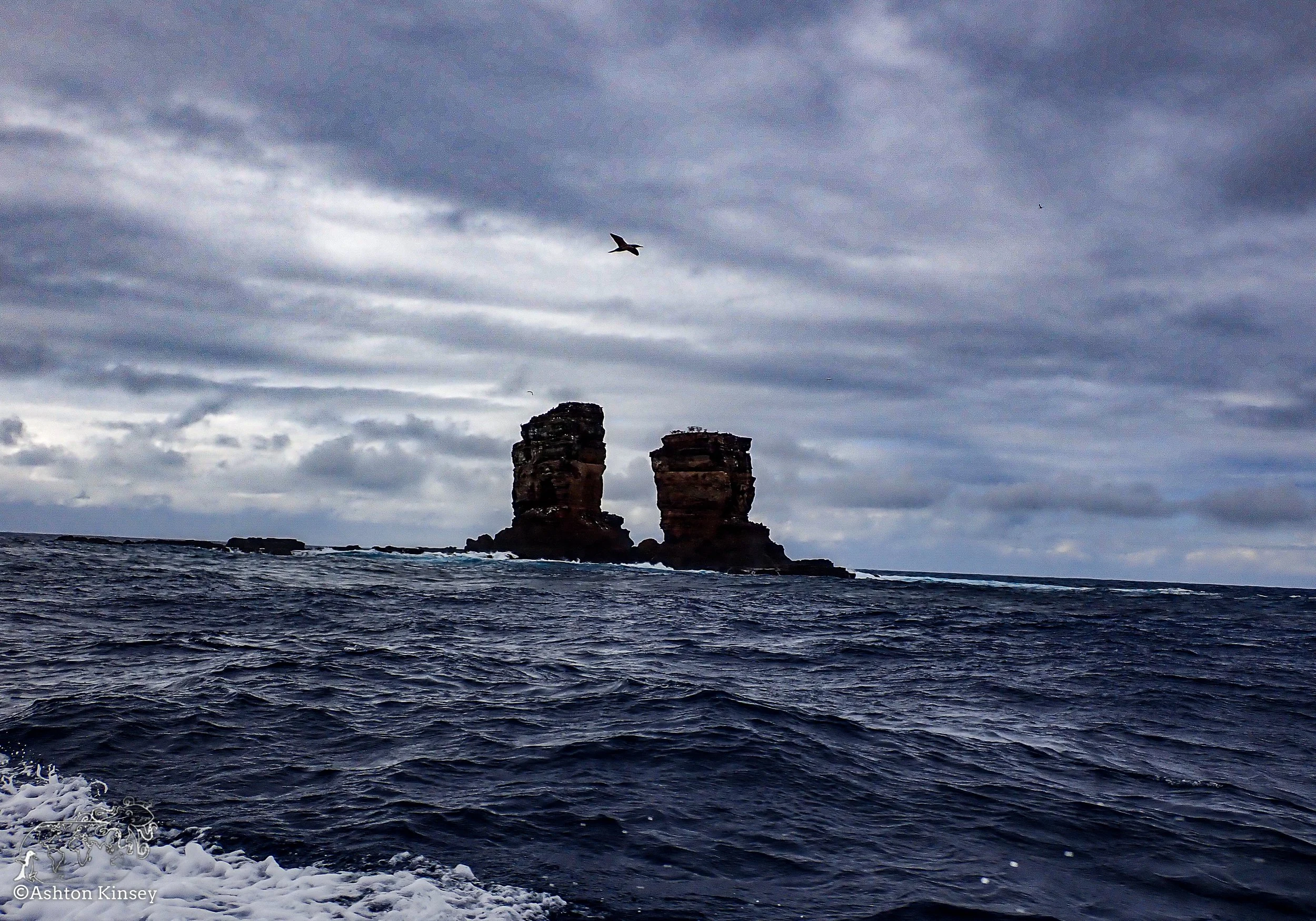 Darwin Island 5-Diving-18.jpg