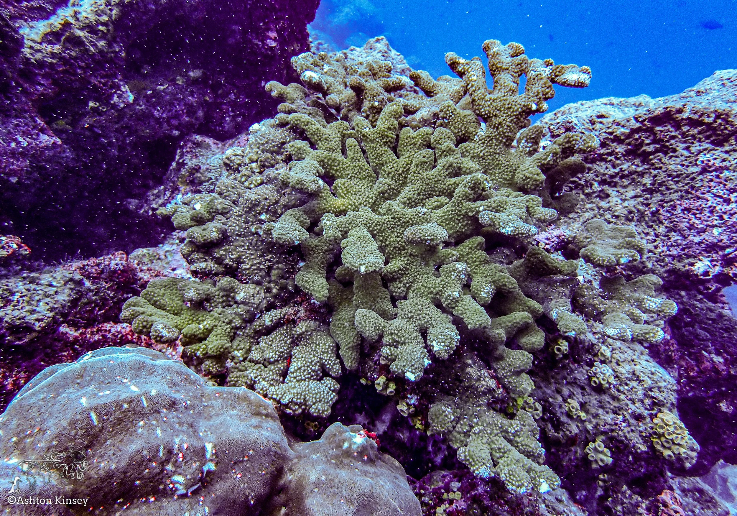 Darwin Island 6-Diving-1.jpg
