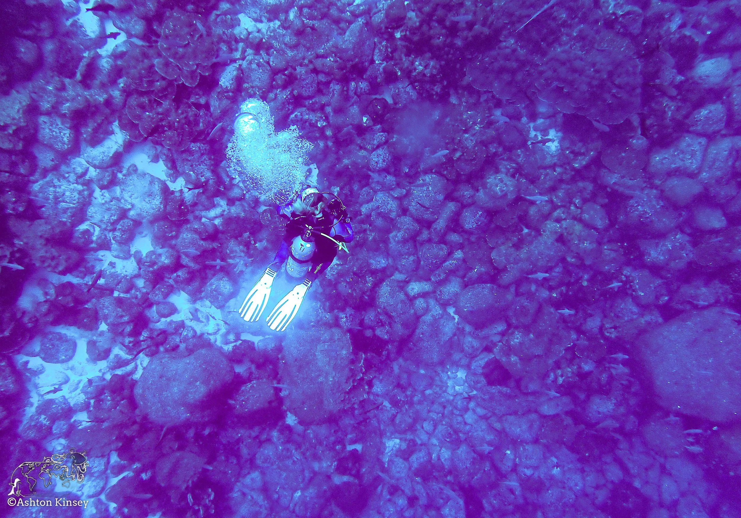 Darwin Island 6-Diving.jpg